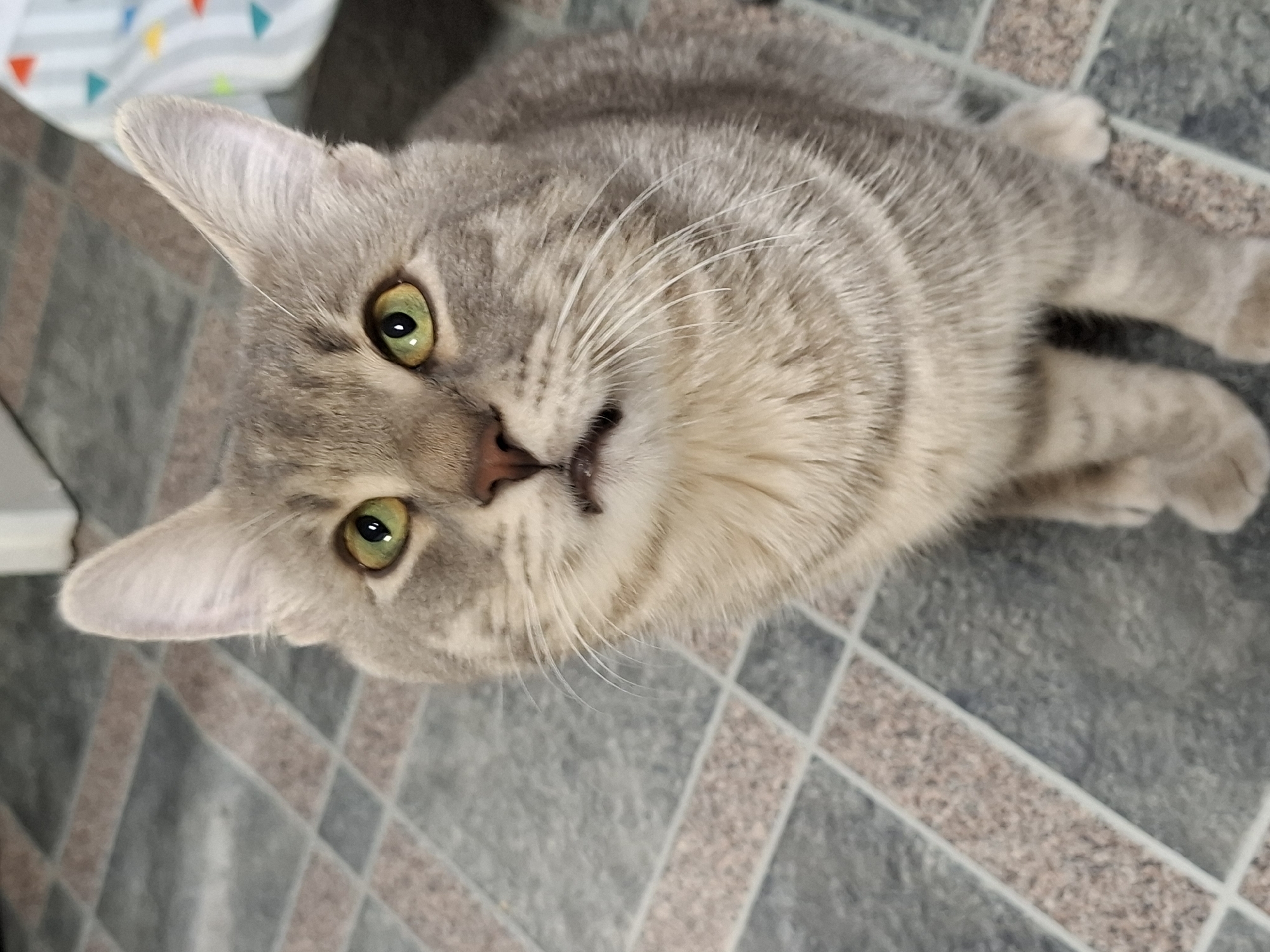 A domestic cat lies on a tiled floor. The cat is a light grey tabby with green eyes and a pink nose. The floor is grey and pink tile in a square pattern. The cat is looking up towards the camera. The location cannot be determined.