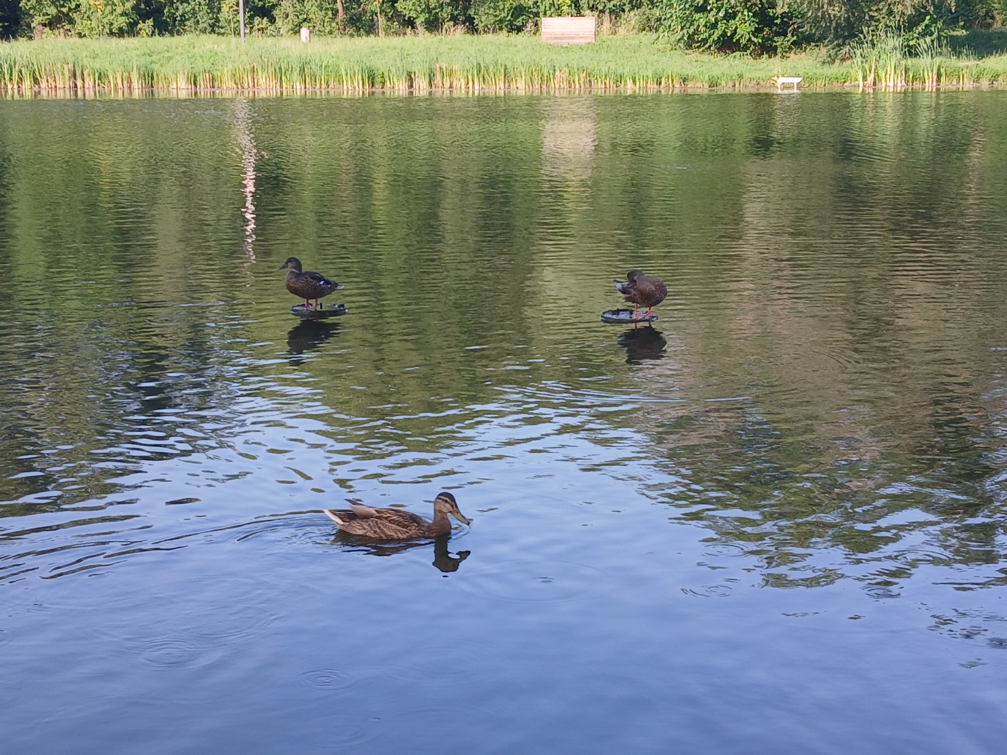 A body of water, possibly a pond or small lake, is depicted. The water's surface is rippled, reflecting the greenery and trees on the far bank, as well as the sky. In the foreground, a single duck swims from left to right, its body partially submerged and a subtle ripple trailing behind it. Further back in the water, two other ducks are visible, each perched on a small, dark, circular platform that floats on the surface. The background consists of a grassy embankment lined with tall reeds, beyond which a dense line of trees forms a verdant canopy. A light-colored wooden structure, possibly a bench or a signpost, is visible in the distance near the tree line. The overall scene suggests a peaceful, natural setting within a park or similar urban green space. The location is identified as Cherkessk, Russia.