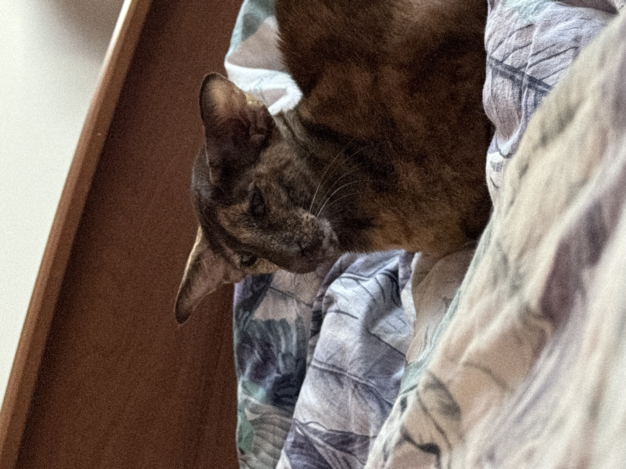 An indoor shot captures a tortoiseshell or calico cat nestled within patterned bedding or blankets, viewed from a slightly elevated perspective. The cat, predominantly dark brown with lighter patches and distinct facial markings, is the primary subject, occupying the upper right and central-left portions of the frame. Its head is tilted downwards and to the left, with one ear prominently visible, showcasing fine whiskers.
The cat is surrounded by soft, rumpled textiles. To the cat's right, the bedding features a light blue and grey pattern with dark, abstract lines and shapes. Further to the right, another section of bedding is a lighter beige or off-white color, also patterned, suggesting a cozy environment. To the left of the cat, a brown, textured wooden surface is visible, likely a piece of furniture such as a headboard or closet door, creating a warm contrast with the lighter background behind it.
The activity appears to be the cat resting or perhaps observing something below its line of sight. The overall scene conveys a sense of quietude and domestic comfort. The image exhibits noticeable digital noise or grain. No specific time of day or weather can be discerned, and there are no discernible location cues within the image itself, other than the provided context of Chaikovsky, Russia. There is no visible text.