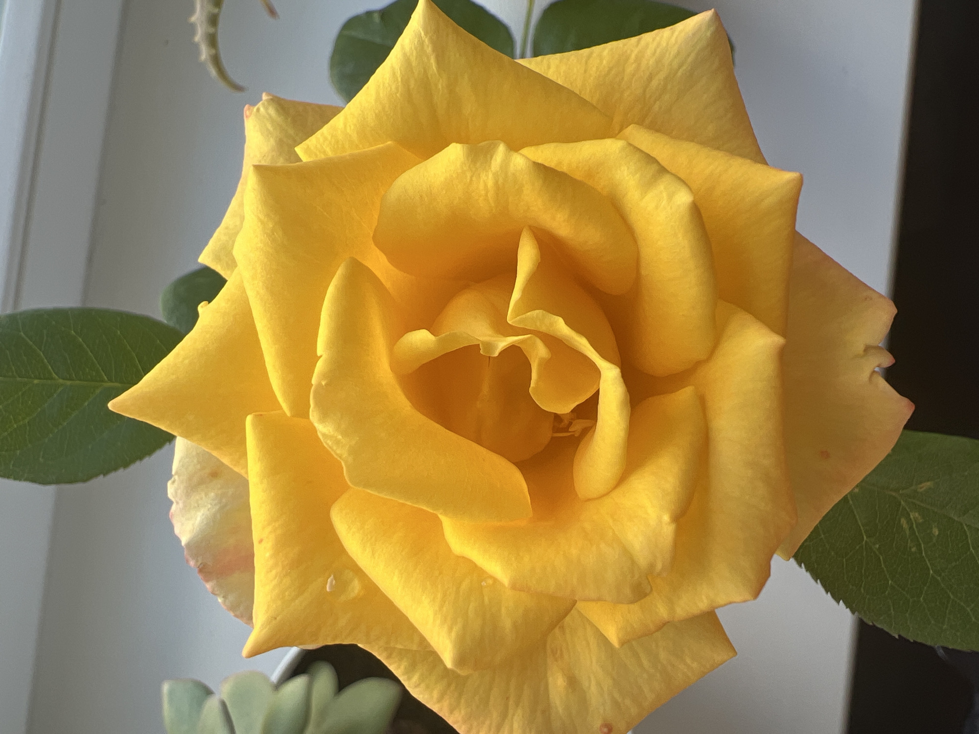 A close-up, top-down, slightly angled shot shows a bright yellow rose in full bloom. The rose is the dominant subject, filling most of the frame. Its petals are layered and have a velvety texture, with some slight pinkish-red blushing on the edges of a few outer petals. Small water droplets are visible on some of the petals. In the background, to the left and top, are blurry green leaves of other plants and a light-colored surface that appears to be a windowsill or ledge. To the right, another blurry green leaf is visible. The overall lighting suggests an indoor setting, possibly near a window, with natural light illuminating the rose. The location is Unknown, Unknown.