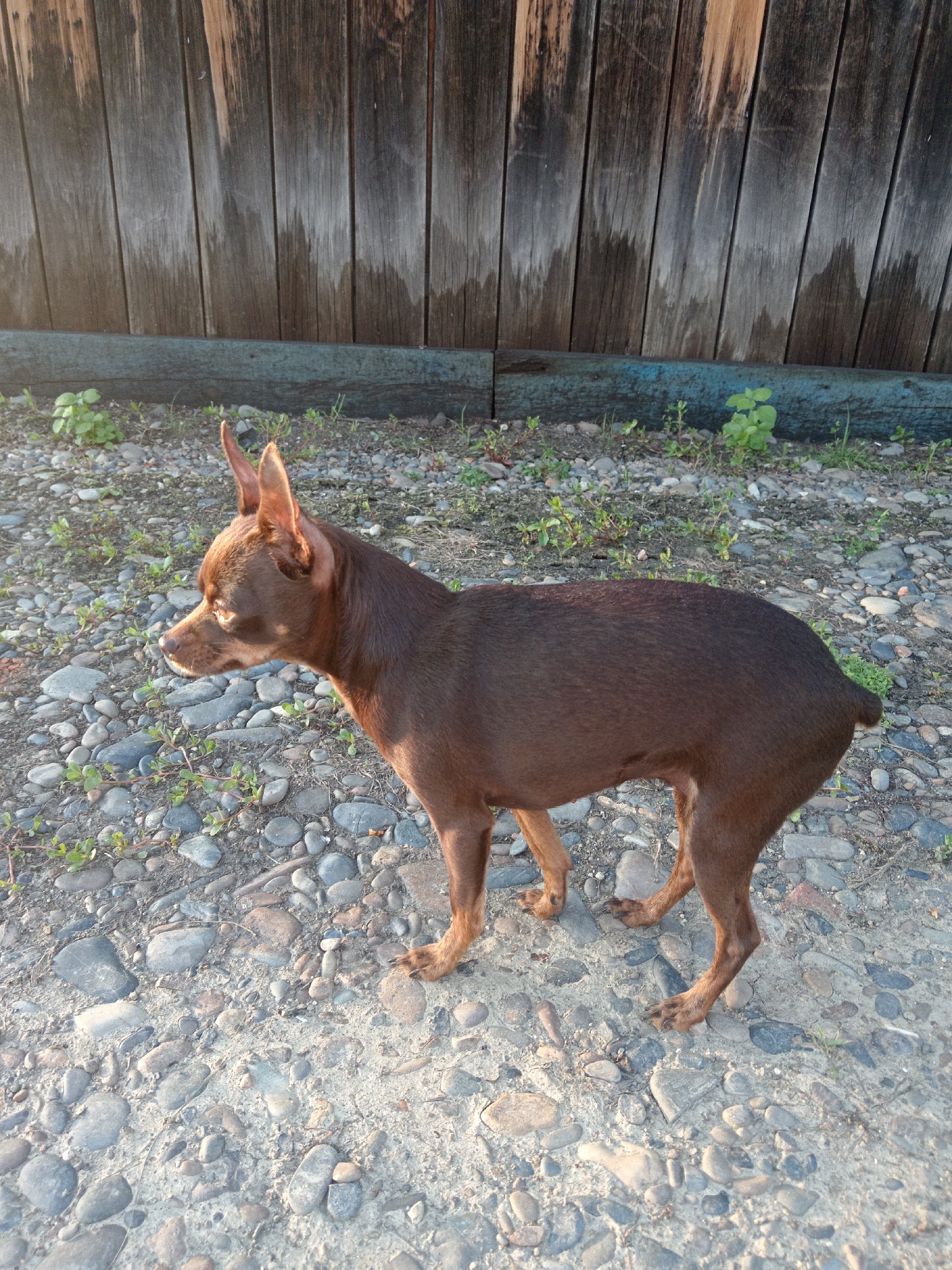 In Novopokrovka, Russia, a small brown dog stands on a gravel path. The dog is facing left and its ears are erect. Behind the dog is a weathered wooden fence. The ground is covered in small, smooth stones and scattered green weeds. The lighting suggests it is either early morning or late afternoon, with the sun casting a warm glow on the scene.