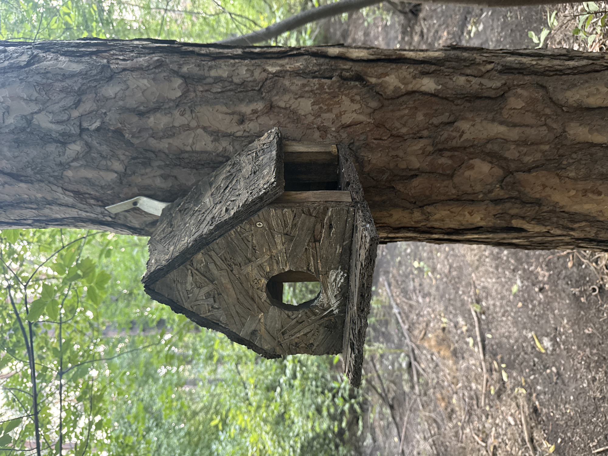 A rustic, weathered wooden birdhouse is mounted on the trunk of a large pine tree in a forest setting. The birdhouse has a peaked roof and a circular opening on the front, with a small perch extending below. The tree bark is rough and textured, with a metal bracket visible on the left side, used to secure the birdhouse. The background consists of lush green foliage and dappled sunlight, suggesting a natural, wooded area. The ground is covered with pine needles, twigs, and fallen leaves. The image appears to be taken in a park or natural reserve. There are no people or animals visible in the scene. The location is in the city of Novosibirsk, Russia.