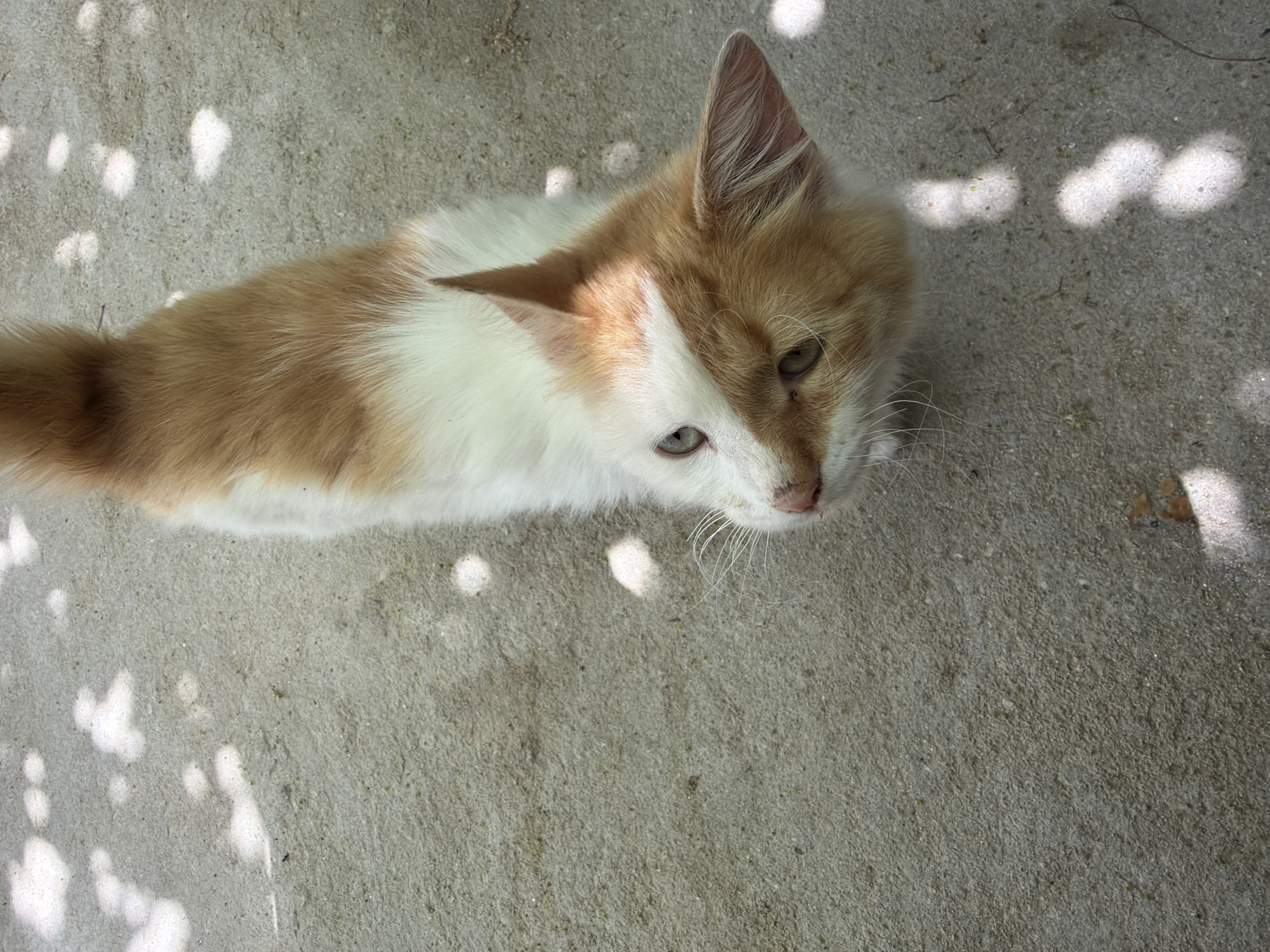 A high-angle, medium shot depicts a light orange and white kitten lying on a gray concrete surface. The kitten is oriented with its head towards the upper right and its body extending downwards. The kitten has green eyes and is looking upwards. The background consists of the gray concrete surface, dappled with circular patches of light.
Given the prompt's instructions, there is no information in the image to confirm its location in Parvomai, Bulgaria. Therefore, location is unknown.