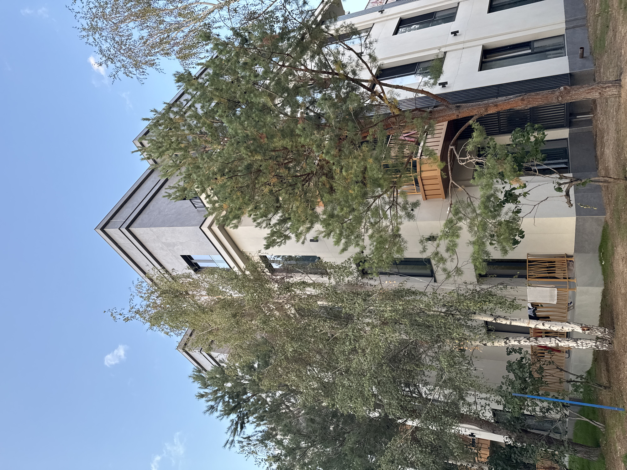 The image depicts a multi-story building with a modern, minimalist architectural style, located in Sary-Oy, Kyrgyzstan. The building features light-colored facade walls, dark-framed windows, and balconies with light-colored railings. A prominent feature of the scene is the presence of several mature trees, including a pine tree in the foreground and birch trees to the left, with their branches reaching towards the building and the sky. The sky is a clear blue with a few scattered white clouds. The ground in front of the building appears to be a mix of dry grass and soil. There are no people visible in the image.