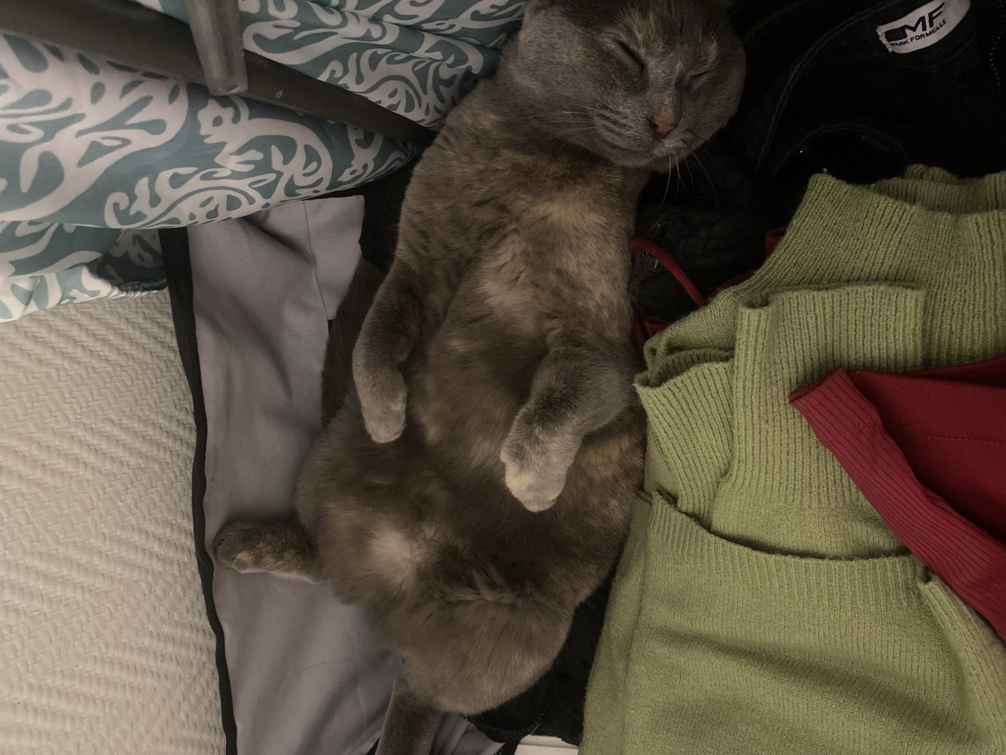 An overhead shot captures a dilute calico or tortoiseshell cat sleeping peacefully on its back, nestled amidst various fabrics. The cat's fur is primarily grey, with visible patches of lighter tan or cream on its belly and face. Its eyes are closed, and its front paws are tucked upwards, exposing its relaxed posture.
The cat is surrounded by different textiles. To its left and above, there is a blue and white patterned fabric, likely a duvet cover or bed linen, featuring intricate, almost organic or floral designs. Below this, a light grey fabric is visible, possibly part of a sheet or clothing. To the right of the cat's head, a black garment, possibly a jacket or bag, is present, bearing a white label with the text "MF" and "MARK FORMELLE". A red cord or string is also seen near the black fabric. Below the black garment, a light green knitted sweater or piece of clothing is folded, and further down, a section of red ribbed fabric is visible. The overall setting appears to be an indoor environment, likely a bedroom or living space, with the cat resting comfortably among soft materials, suggesting a calm and relaxed atmosphere. The lighting is subdued.