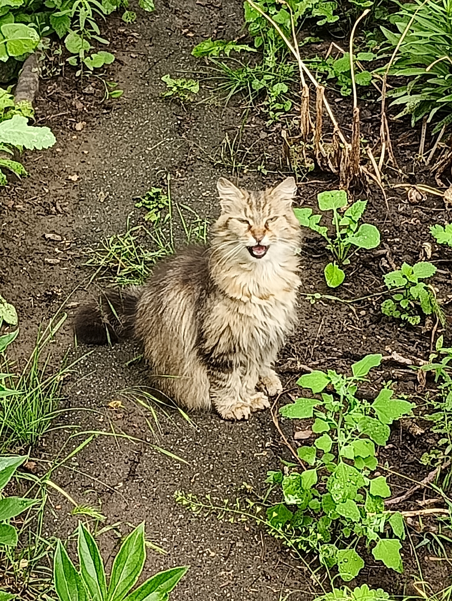 The image depicts a long-haired domestic cat situated on dark brown soil in Biliaivka, Ukraine. The cat, exhibiting a light brown and tan tabby coat pattern, is seated upright in a slightly off-center position, facing partially towards the viewer and to the left. Its eyes are squinted, and its mouth is open, revealing a pink tongue. A dark, bushy tail is visible curled on the ground behind the cat's left side. The ground consists of finely textured dark brown soil interspersed with small, light-colored particles. Various green plants border the scene: broad-leafed vegetation occupies the left foreground, while thinner blades of grass and smaller leafy plants are distributed across the mid-ground and right. Several dried, light brown plant stalks are visible in the upper right portion of the frame. The lighting suggests an outdoor, natural environment.