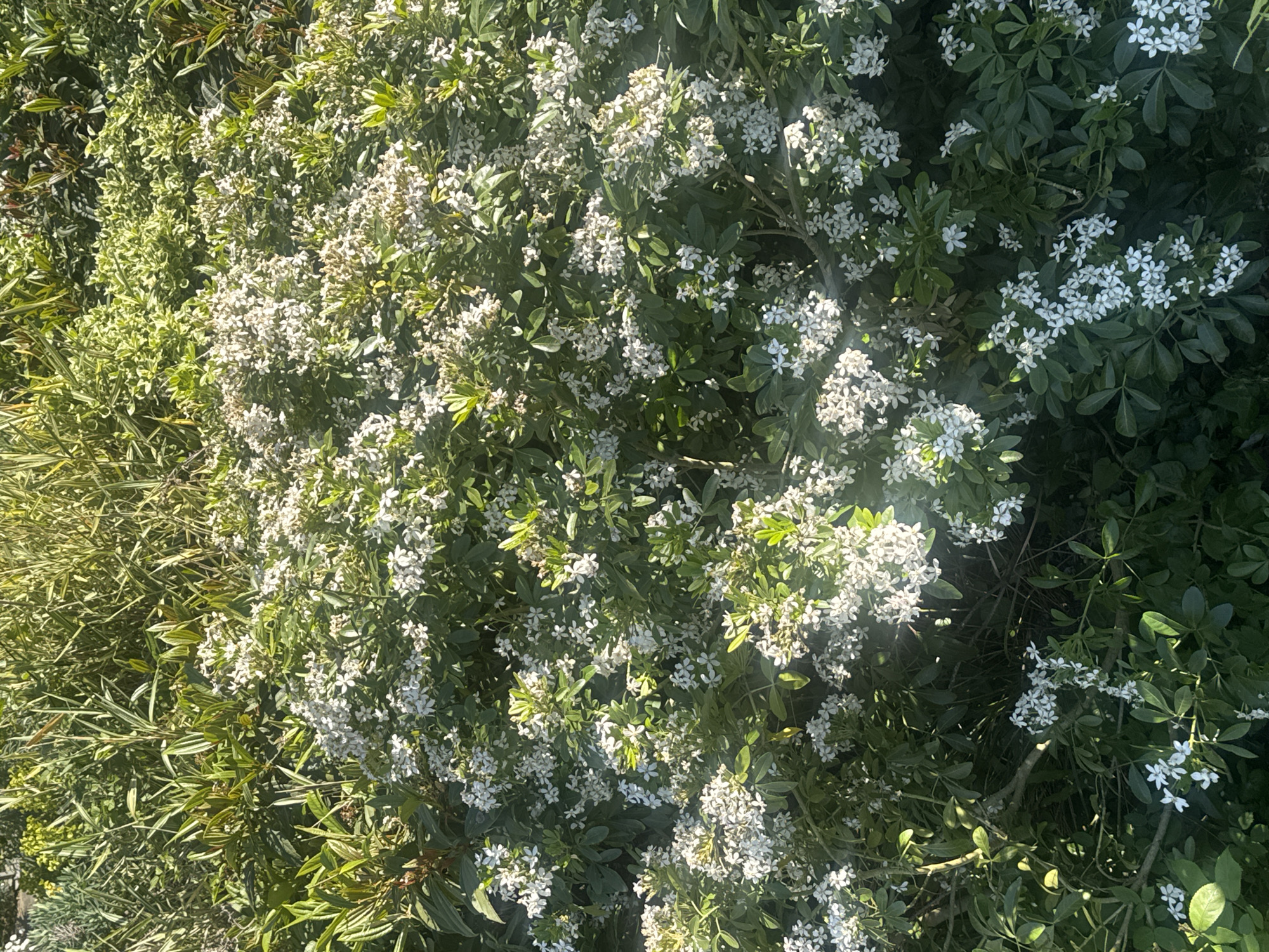 The image presents a close-up, sunlit view of dense garden foliage dominated by a flowering shrub. The primary subject is a vibrant plant adorned with numerous clusters of small, white, star-shaped flowers, each typically featuring five petals. These blossoms are generously spread across the plant's rich, dark green leaves, which appear glossy and somewhat oval or spatulate in shape.
The bright sunlight casts strong highlights on the white flowers and the upper surfaces of the leaves, indicating a clear, sunny day, likely during the morning or afternoon. The overall lighting contributes to a fresh and lively atmosphere.
To the left side of the frame, another type of plant is visible, characterized by lighter green, and possibly variegated, elongated leaves that are narrower than those of the flowering shrub. This provides a textural and color contrast within the dense greenery. The scene is purely botanical, with no human activity or artificial objects present. The lush, healthy growth suggests a well-tended garden or park setting. Given the context of London, United Kingdom, the flowering plant strongly resembles Choisya ternata, commonly known as Mexican Orange Blossom, which is a popular evergreen shrub in temperate gardens. There is no visible text in the image.