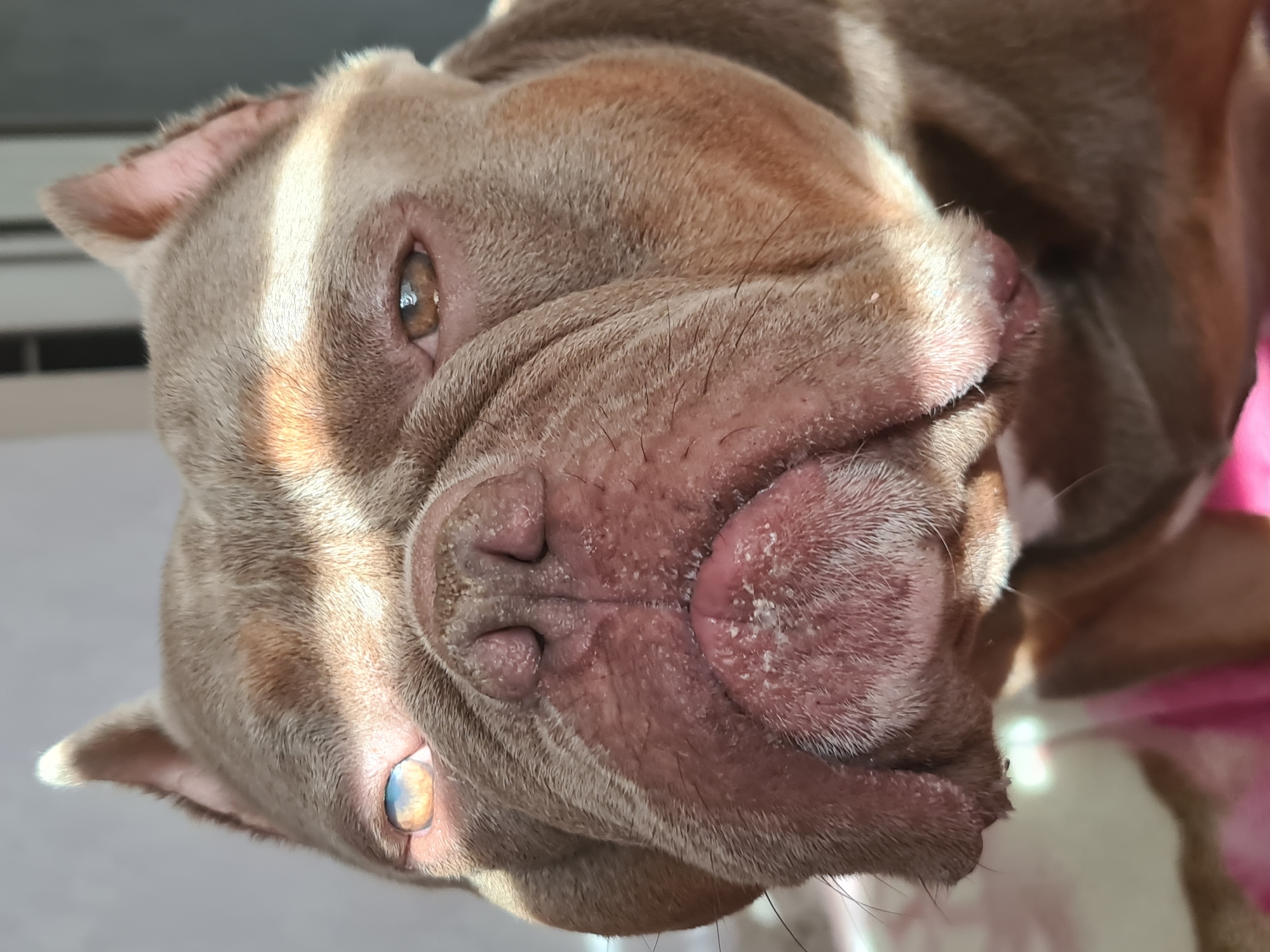 This media file is a close-up photograph of a dog's face. The dog is a light brown color with a stocky build, likely an American Bully or similar breed. The camera is positioned directly in front of the dog's face, creating an upside-down perspective. The dog's eyes are a warm brown, and its snout is broad and wrinkled, with a pinkish-brown nose. Patches of light, possibly sunlight, cast shadows across the dog's face, highlighting its features. The background is out of focus, but appears to be an indoor setting with some white blinds visible. The overall impression is one of a relaxed and perhaps sleepy dog. There is no visible text in the image.