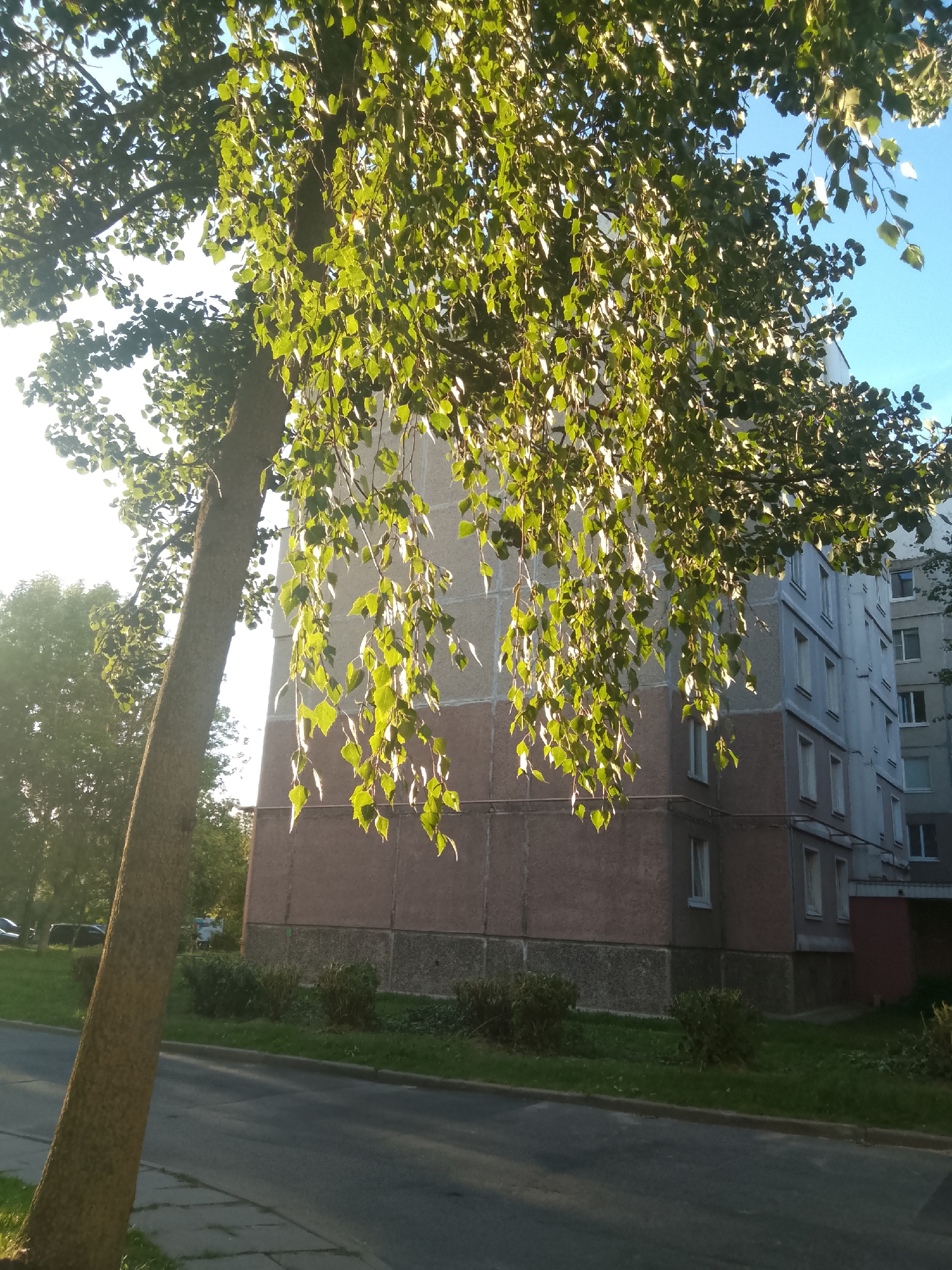 A birch tree with bright green leaves partially obscures a multi-story apartment building. The building is constructed with light grey and beige panels, featuring rows of white-framed windows. The tree's trunk is on the left of the frame, leaning slightly to the right. In the foreground, a paved sidewalk runs alongside a road. The ground is covered in grass with some bushes. The sky is blue with the sun shining through the tree's branches, casting dappled light. The scene is likely in an urban residential area. Based on the architectural style and urban setting, this image could be from Minsk, Belarus.