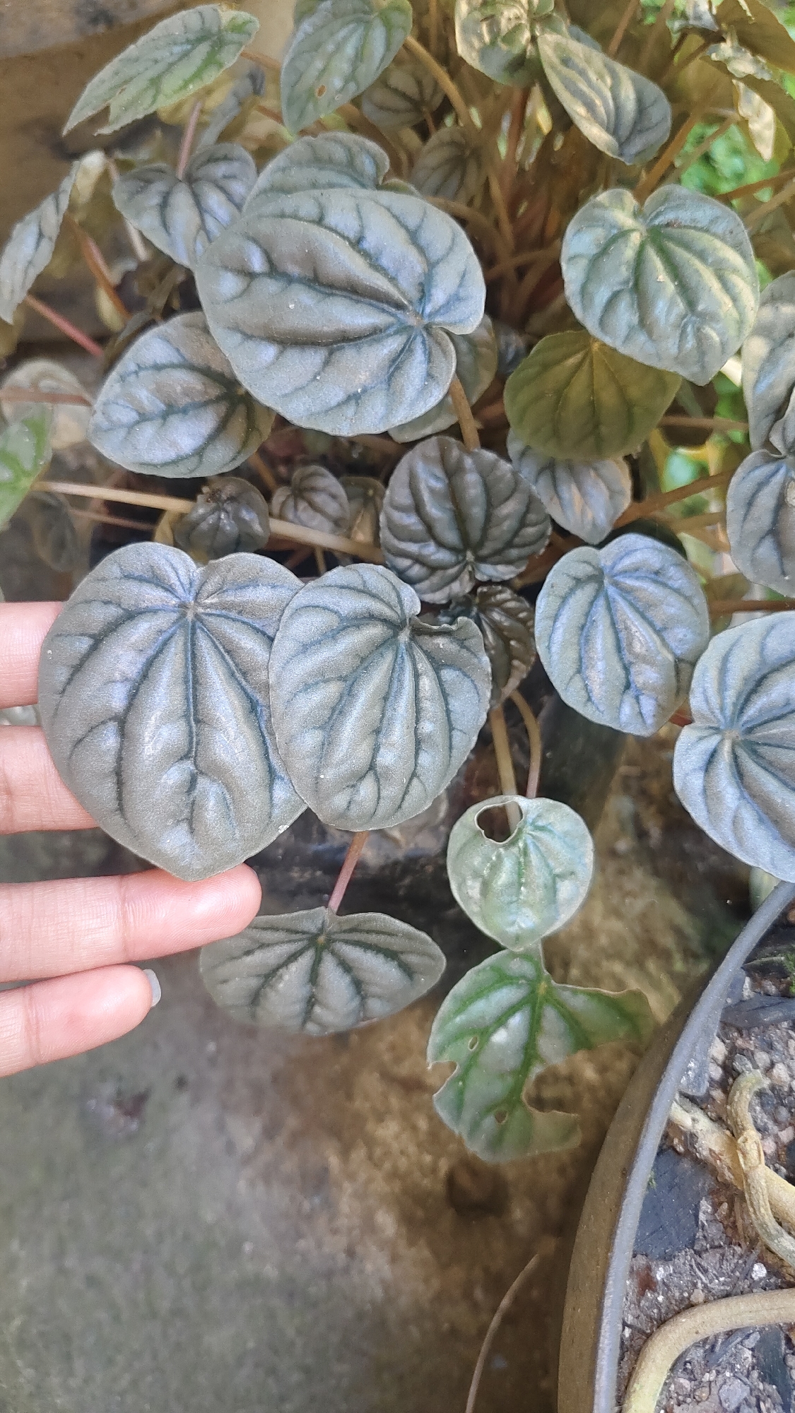 The image shows a close-up of a plant with heart-shaped, textured leaves. The leaves are a grayish-green color with prominent, darker green veins forming a quilted pattern. A human hand, with fingers partially visible on the left side, is gently touching two of the leaves. The plant is in a pot, part of which is visible on the right edge of the frame. The background is blurred and appears to be a rough, textured surface, possibly a stone or concrete wall. The overall lighting suggests an outdoor setting. The provided context indicates this scene is located in Cisarua, Indonesia.