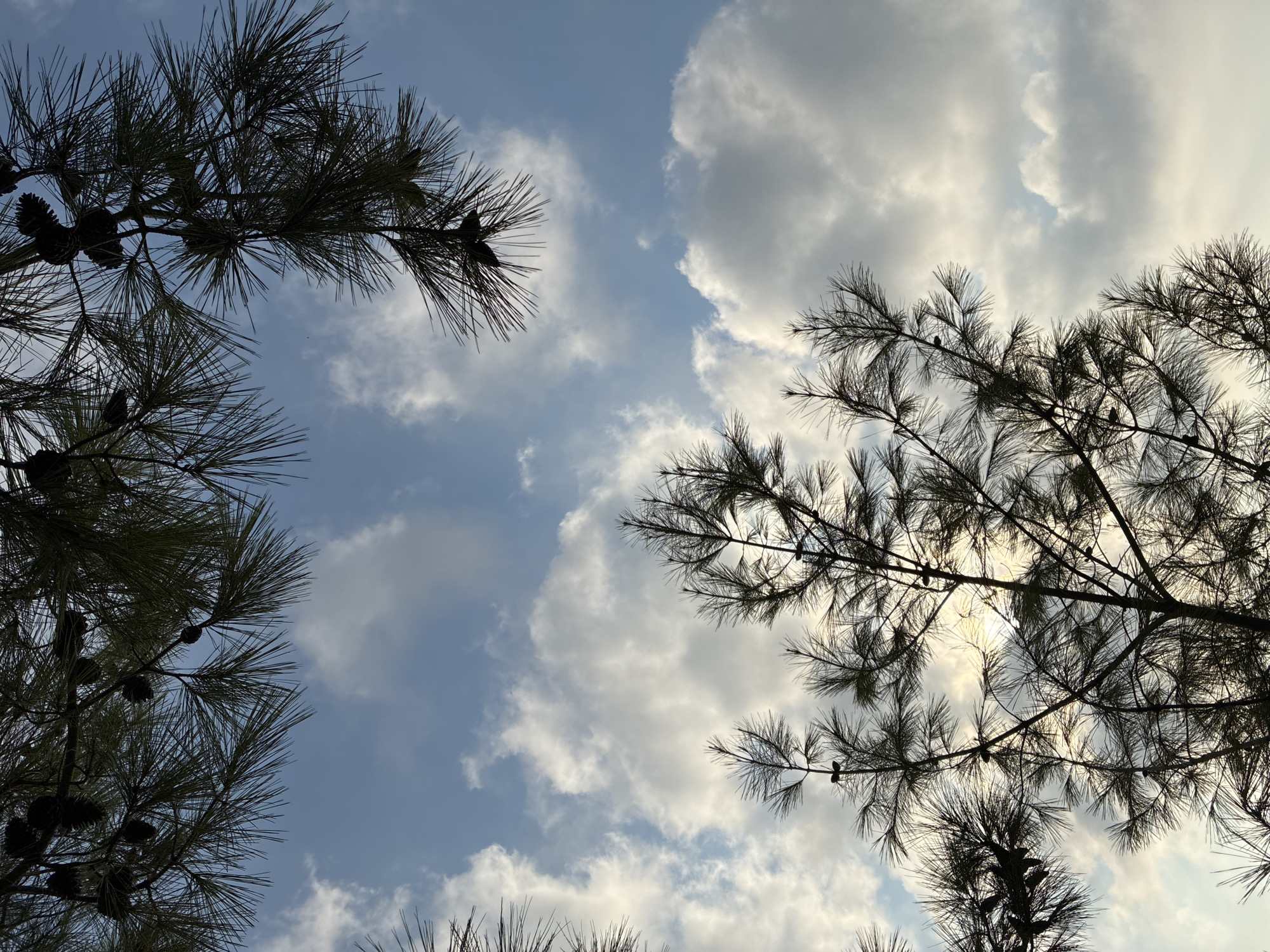 The image captures a view looking upwards through pine branches against a partially cloudy blue sky. Several pine cones are visible on the branches. The scene is likely an outdoor environment, possibly a park or a natural area within the city of Alanya, Turkey. No people or specific actions are depicted. The lighting suggests it might be daytime, with the sun partially obscured by clouds and the pine foliage, creating some silhouettes.