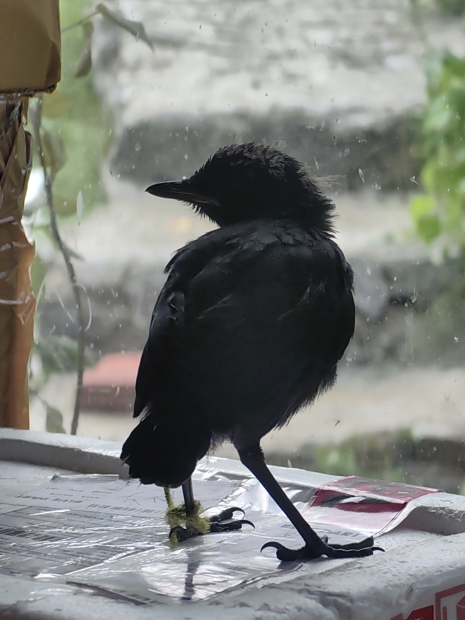 A black bird is perched on top of a white box with visible shipping labels and clear plastic wrapping. The bird is facing left with its head slightly turned. It has dark feathers, a pointed beak, and sharp talons. The background is out of focus, showing a window with water droplets and greenery outside, suggesting an outdoor environment. The scene is captured in Barheta, India.