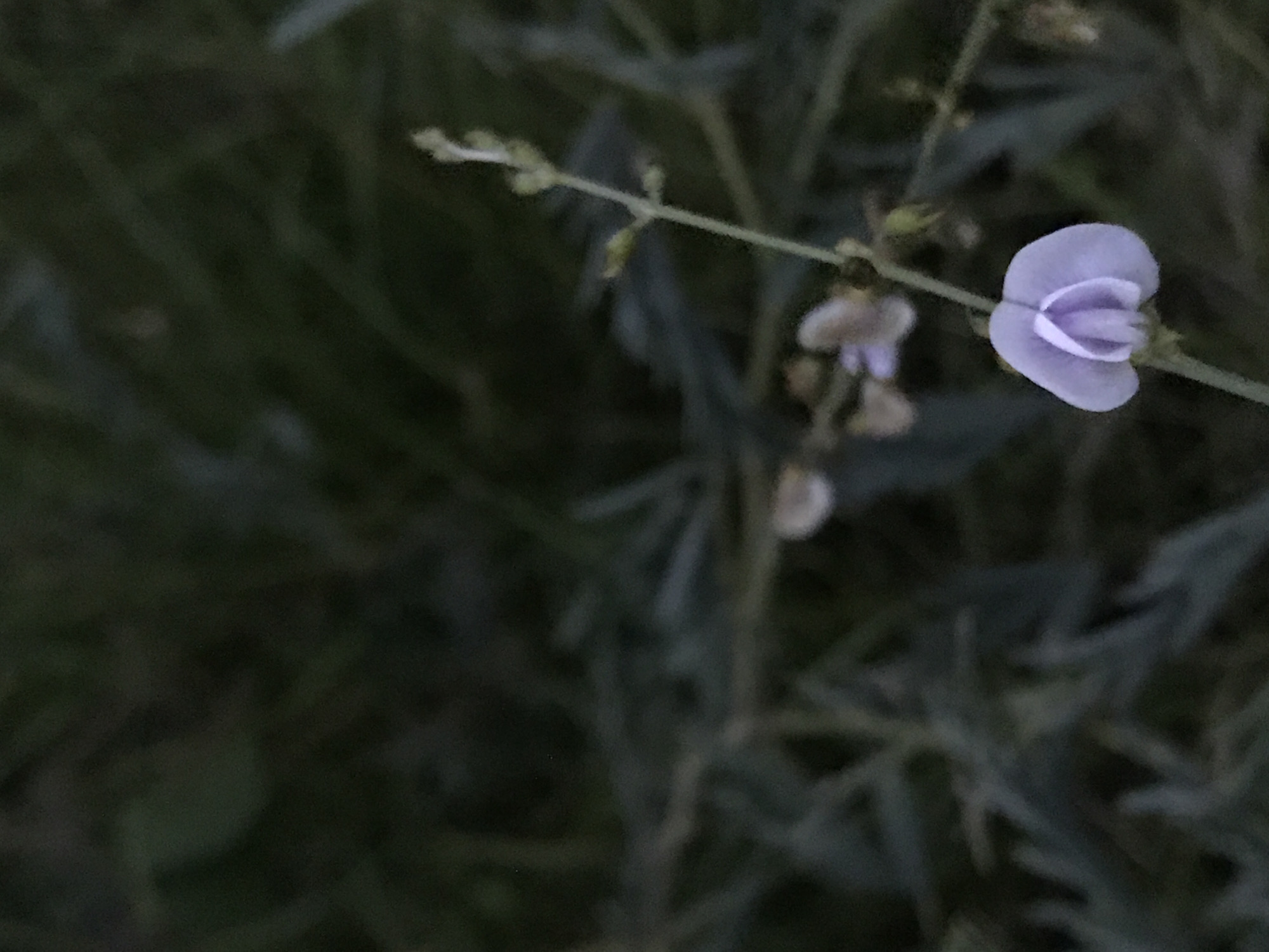The image shows a single light-purple flower on a thin green stem, surrounded by blurred green foliage. The flower is positioned on the right side of the frame. Other buds are present along the stem. The background is dark and indistinct, suggesting low light conditions. The image's location is reported as Lhokseumawe, Indonesia, although there are no features in the image to confirm this geographic context. There are no people or interactions depicted.