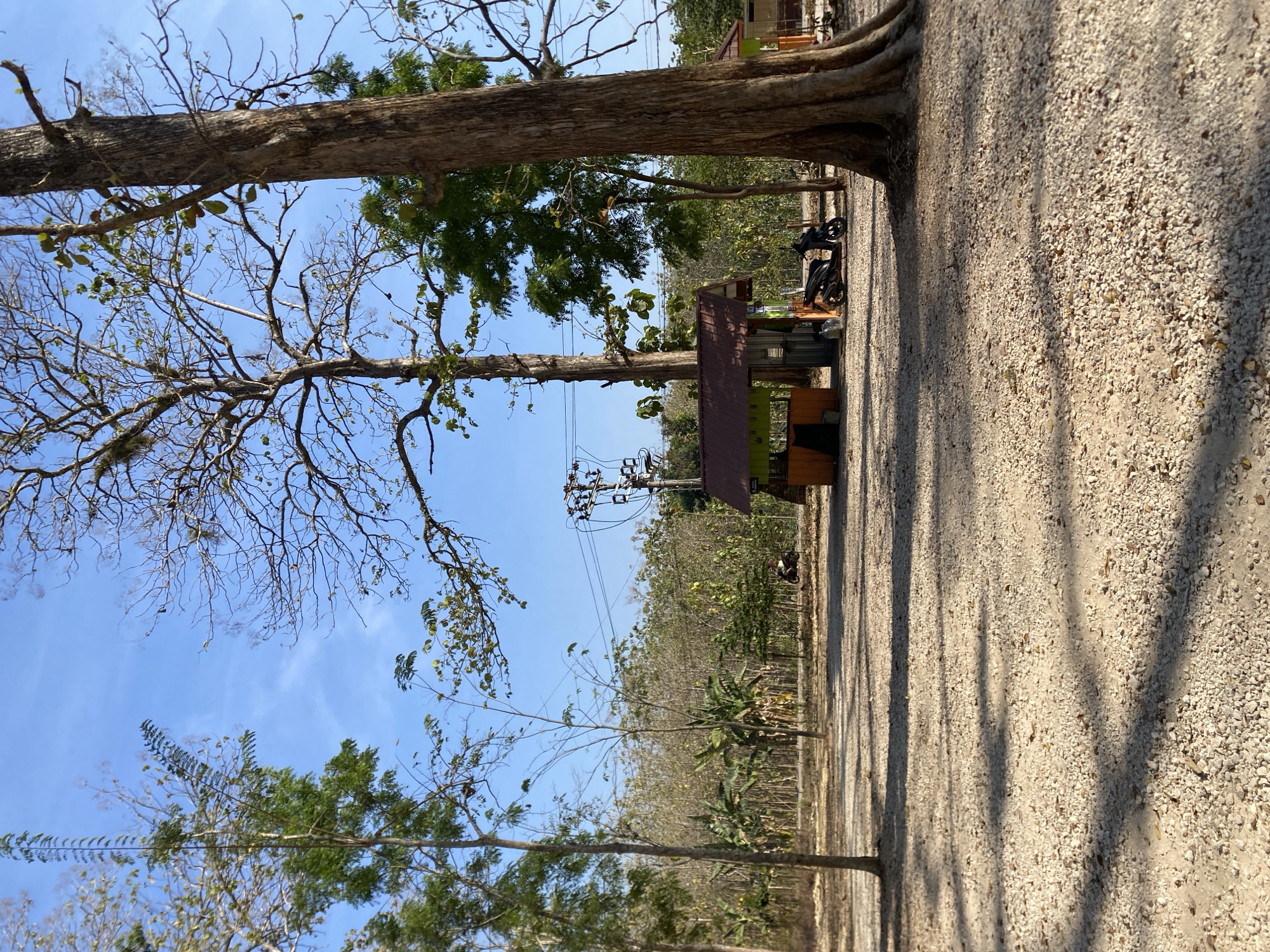 The image depicts an outdoor scene with a clear blue sky and sparse vegetation. In the foreground, the ground is covered with small, light-colored gravel, casting dappled shadows from unseen trees. A large tree trunk with rough bark is prominently featured on the right side of the frame. In the middle ground, there are two small, weathered structures with orange and green accents, resembling kiosks or small buildings. A dark-colored scooter is parked in front of the left structure. Behind these structures, a dense line of trees with lighter colored, bare branches stretches across the background. Further back, a forest of trees with green foliage is visible under a clear sky with faint white clouds. Electrical power lines and poles are present in the mid-ground, above the structures. The overall impression is of a dry, possibly rural or park-like environment.