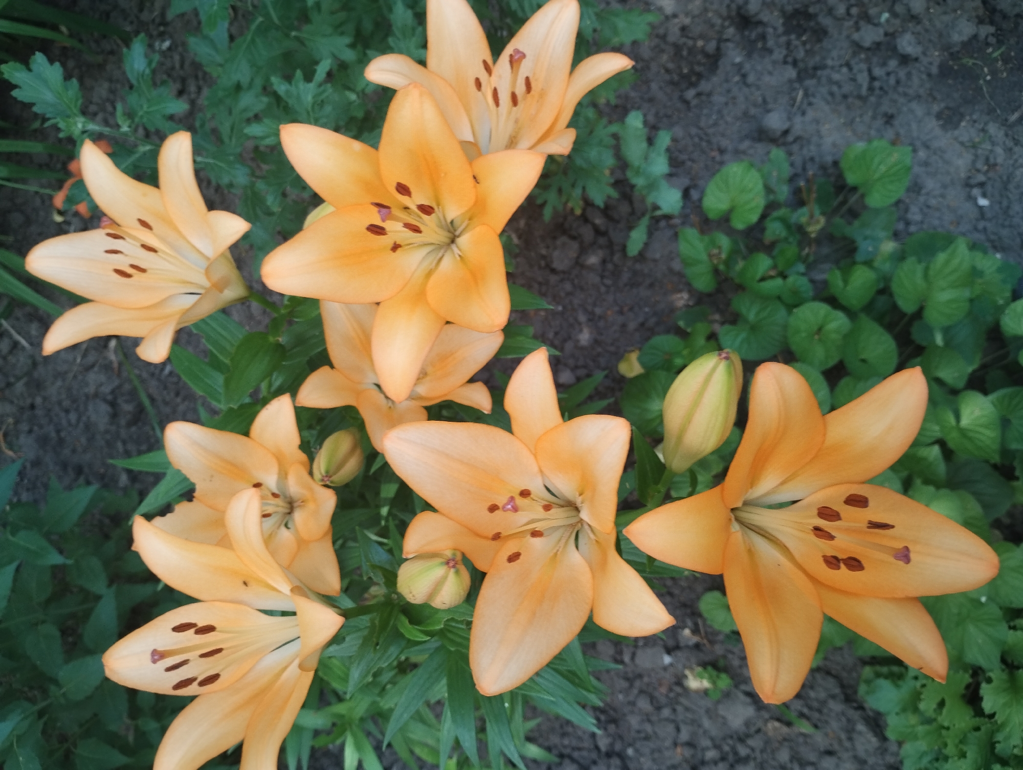 This media file is a close-up, top-down shot of several bright orange lilies in bloom, nestled amongst dark green foliage. The flowers are the primary subjects, with their delicate, recurved petals and dark brown stamens clearly visible. Some lilies are fully open, while others are still in bud, showcasing a range of development. The setting appears to be a garden or natural outdoor space, with dark soil and other green plants providing a natural backdrop. The lighting suggests it is daytime, with no specific time of day clearly discernible. The image evokes a sense of natural beauty and the peak of summer bloom. There is no visible text in the image. The location context is Sumy, Ukraine.