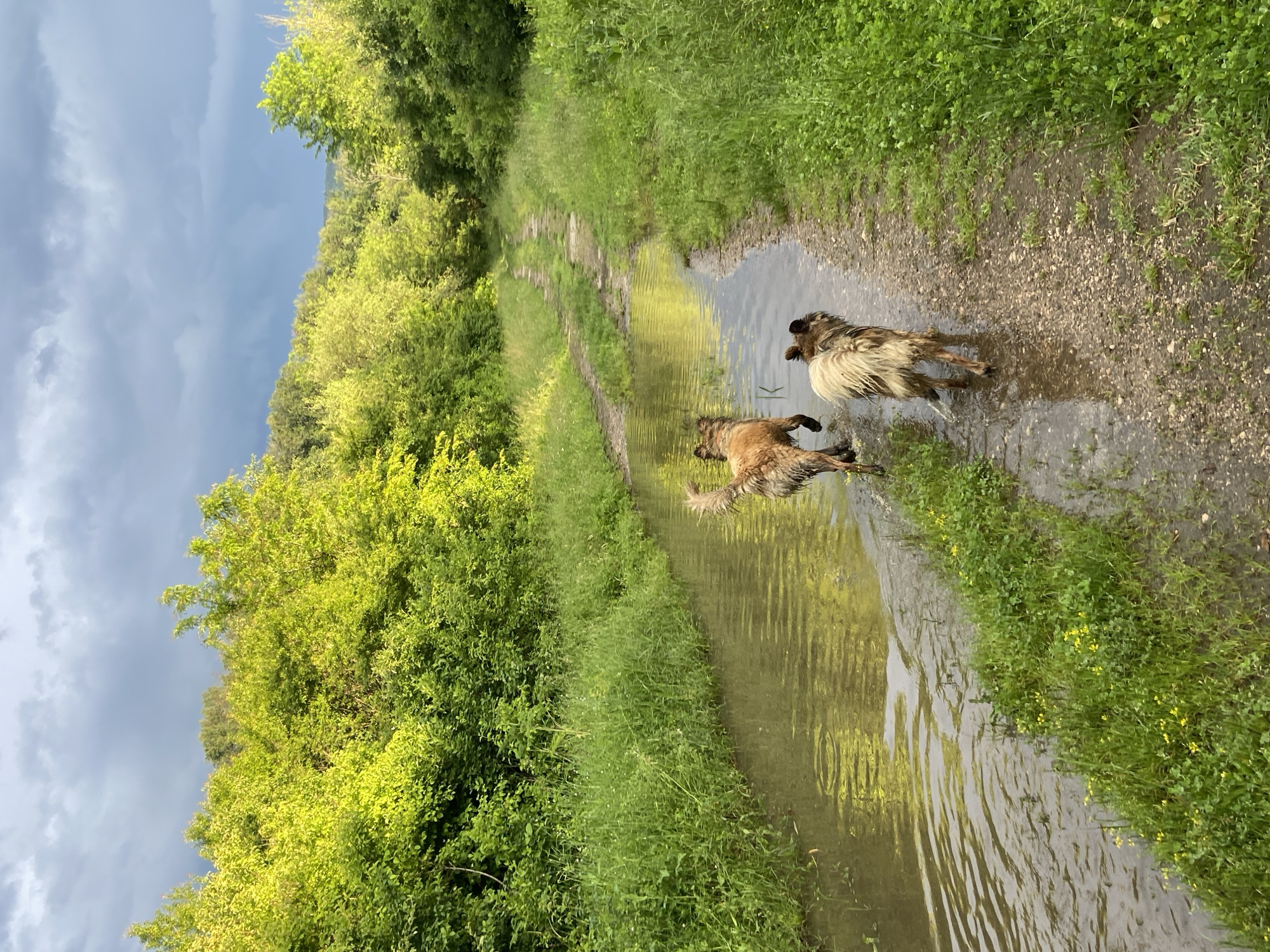 The image depicts a rural outdoor scene, likely in Mindia, Bulgaria, showcasing two shaggy dogs moving along a water-filled path. The path, which appears to be a track turned into a shallow stream or large puddle system, recedes into the distance, flanked on both sides by abundant, vibrant green vegetation and trees.
The main subjects are two dogs, viewed from behind as they walk away from the camera. The dog on the left has light brown, shaggy fur, while the dog on the right exhibits a mix of white and tan shaggy fur. Both dogs appear wet and possibly muddy, suggesting they are actively playing in the water. The water on the path reflects the surrounding greenery and the cloudy sky above, showing ripples and movement.
The setting is characterized by dense, verdant plant life, indicating a lush natural environment. The sky is overcast with grey clouds, implying either recent rainfall, ongoing drizzle, or simply a cloudy day, contributing to the soft, diffused lighting. The path itself is unpaved, consisting of dirt and gravel mixed with water. No people are visible, and there is no discernible text in the image. The scene conveys a sense of dogs enjoying a carefree and playful walk through a natural, waterlogged landscape.