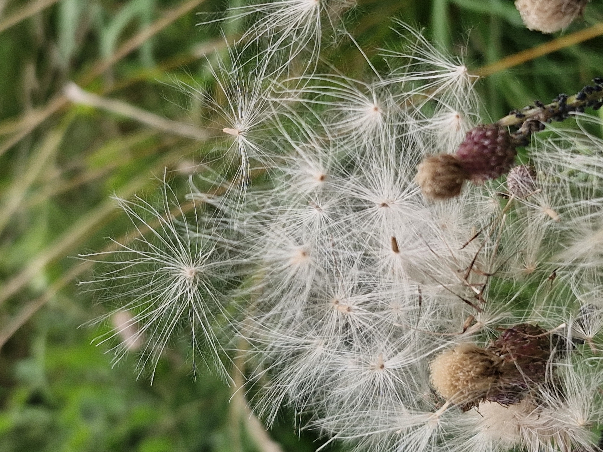 A close-up, macro photograph captures a cluster of fluffy, white seed heads of a plant, possibly a thistle or dandelion, against a blurred green and brown background of grass and other vegetation. The seed heads, each with numerous feathery pappi radiating from a central point, are suspended in the air, suggesting they are either about to disperse or have recently released their seeds. A few darker, bud-like structures, one with a reddish-purple hue, are also visible among the seed heads. The overall impression is one of natural beauty and the cycle of plant reproduction. The image does not contain any people, man-made structures, or discernible urban elements, making it impossible to determine a specific location within Klaipėda, Lithuania.