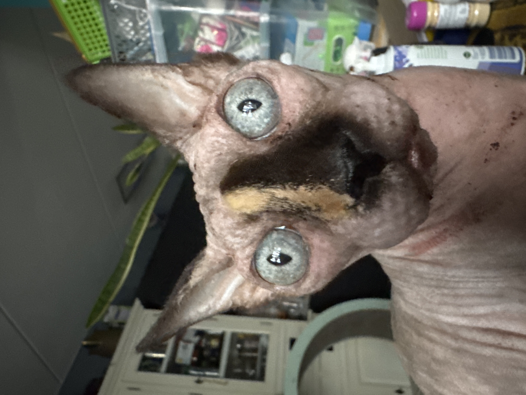 A close-up, chest-up, eye-level, indoor shot shows a hairless cat with large, pale blue eyes and a black and tan marking on its face. The cat's skin is pink and wrinkled. The background is blurred, but a white cabinet, a green basket, and various bottles and containers are visible.