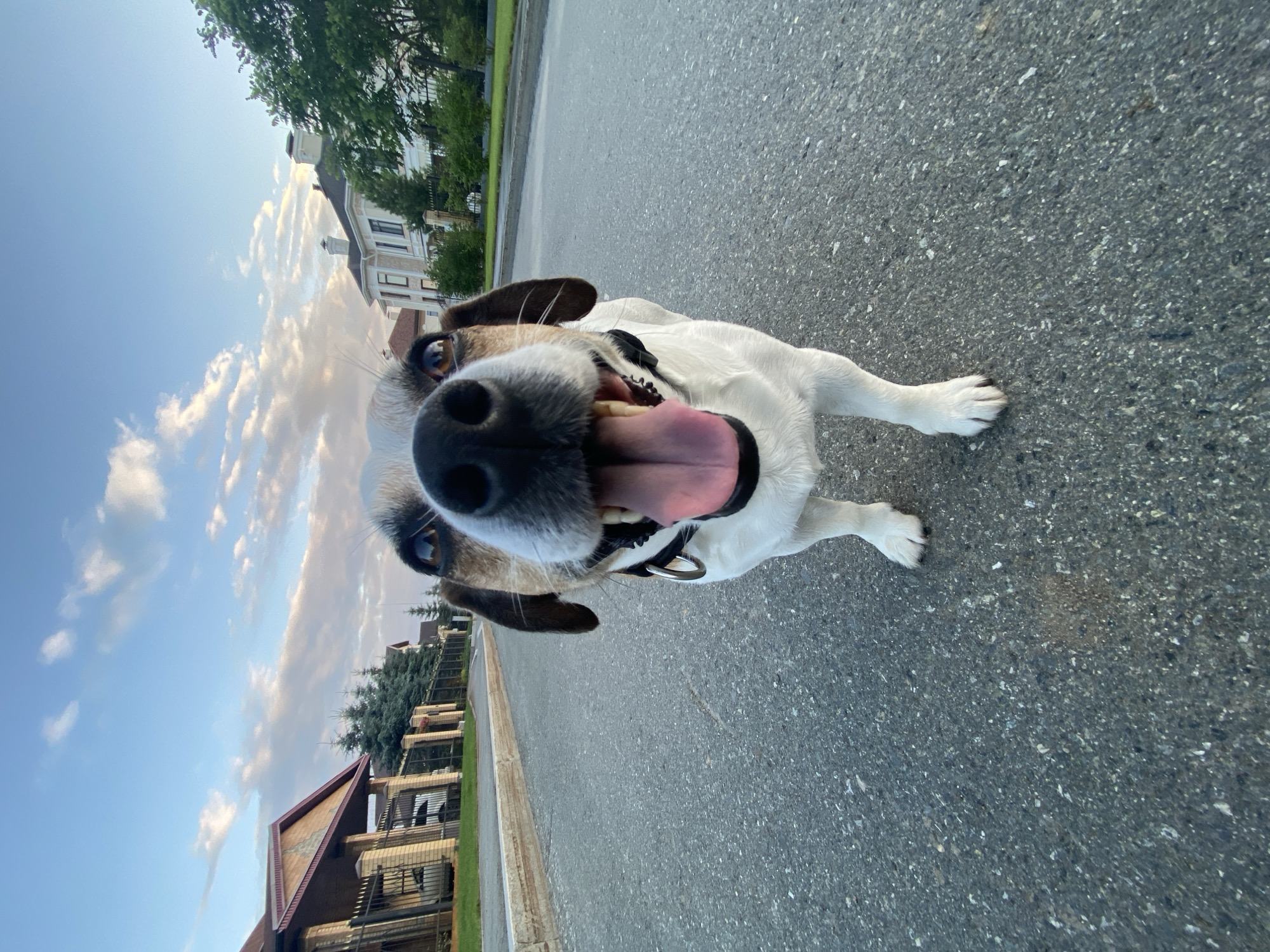 A Jack Russell Terrier is shown in a low-angle, close-up shot with its mouth open and tongue lolling. The dog appears to be white with brown markings on its head. It is wearing a black collar. The dog is outdoors on an asphalt surface, which could be a street or sidewalk. In the background, there are houses with light-colored brick facades and dark roofs. Green trees and foliage are visible, as well as a fence. The sky is blue with white, wispy clouds. The lighting suggests it is daytime, possibly late afternoon or early evening due to the soft light. The overall mood of the image is playful and energetic, captured from the dog's perspective. The location is Yekaterinburg, Russia. There is no visible text in the image.