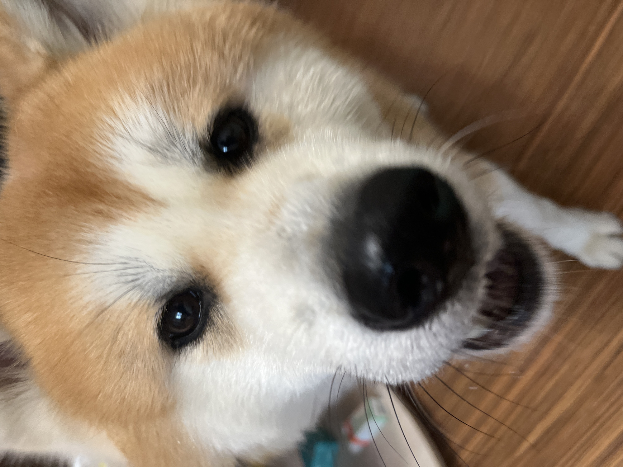 A close-up, eye-level portrait captures the face of a light brown and white dog, likely a Shiba Inu or Akita, looking directly upwards and slightly to the right of the viewer. The dog's head is angled, with its black nose prominent in the foreground on the right side of the frame, slightly out of focus.
The dog's fur is a mix of warm tan and creamy white, appearing soft and dense. Its dark, expressive eyes are sharply in focus, reflecting a light source that creates distinct catchlights. Long, black whiskers extend from around its muzzle and above its eyes, adding to its alert appearance.
In the background, a warm-toned wooden floor is visible, primarily on the right side and bottom right of the image, indicating an indoor setting. A blurred, out-of-focus object, possibly a toy or part of a food bowl in shades of teal or light blue, can be faintly seen in the lower-left corner. The dog's expression is calm and attentive, suggesting curiosity as it gazes at the camera. There is no visible text in the image.