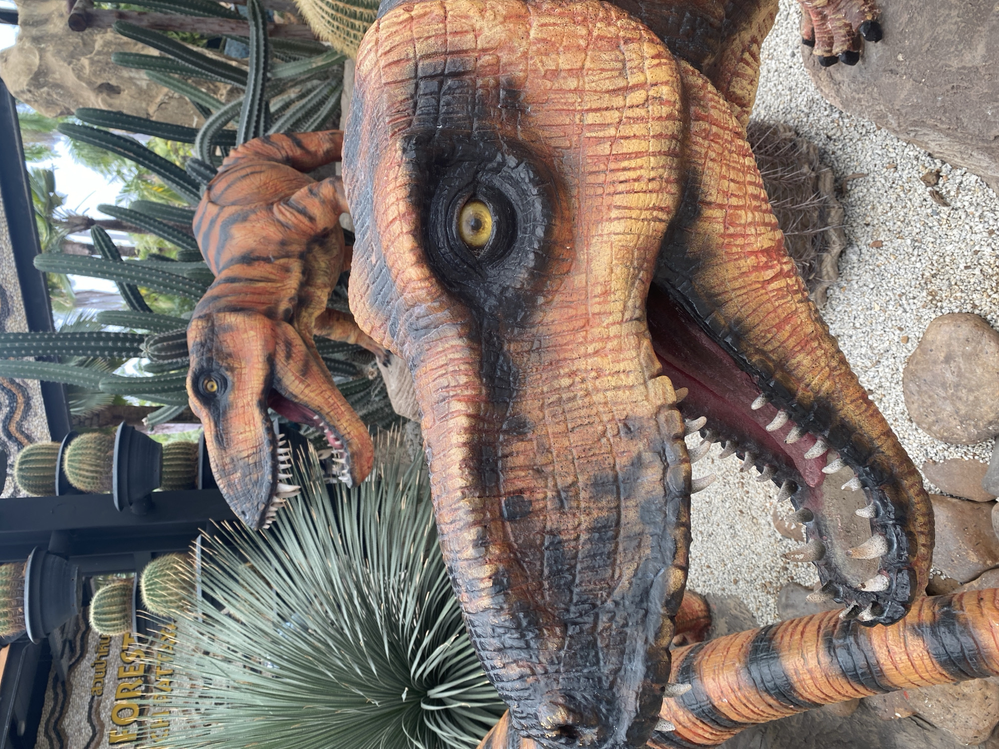 This image captures a close-up view of two realistic dinosaur models situated outdoors. The foreground is dominated by the head of a large, orange and black striped theropod dinosaur, with its mouth open to reveal sharp teeth and a red interior. The texture of its skin is detailed, showing scales and wrinkles. Behind it, a second, smaller dinosaur model of the same species is visible, also with an open mouth. The environment appears to be a park or exhibition space, with a variety of plants, including tall cacti and spiky succulents, as well as potted round cacti. In the background, part of a building with signage, possibly in Thai script, is visible, suggesting a location in Tambon Na Chom Thian, Thailand. The ground is covered with gravel and scattered rocks. The lighting suggests it is daytime.