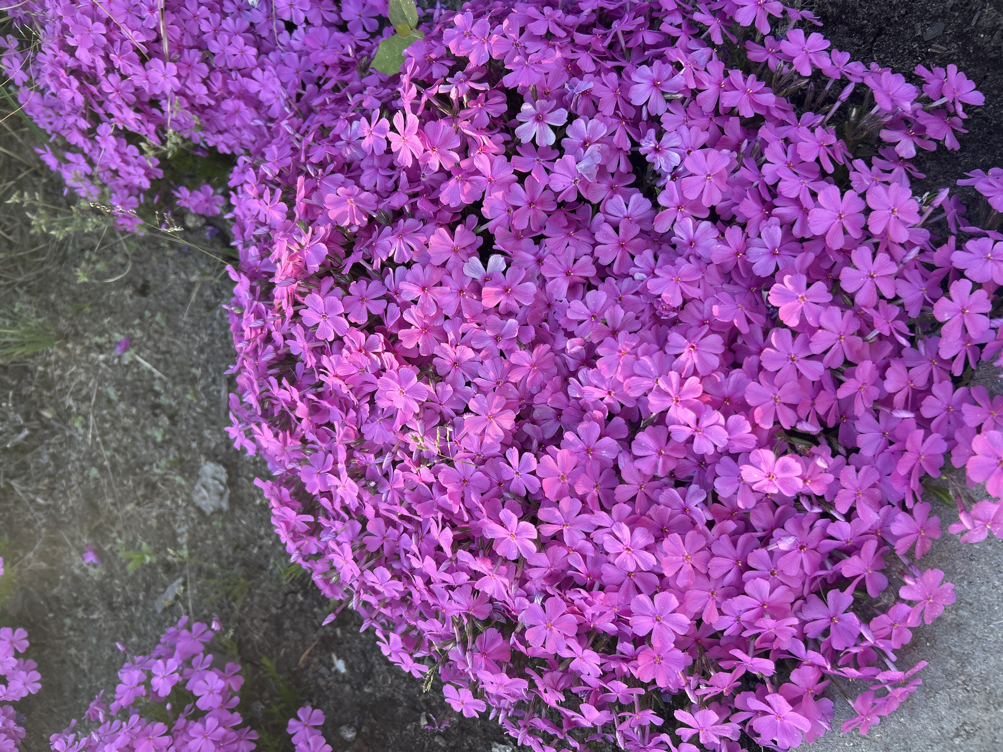 The image shows a dense patch of small, purple flowers, possibly creeping phlox or a similar ground cover species. The flowers are densely packed together, creating a carpet-like effect. The surrounding environment includes soil and concrete. The image does not provide any information about the location being in the city of Perm, Russia.