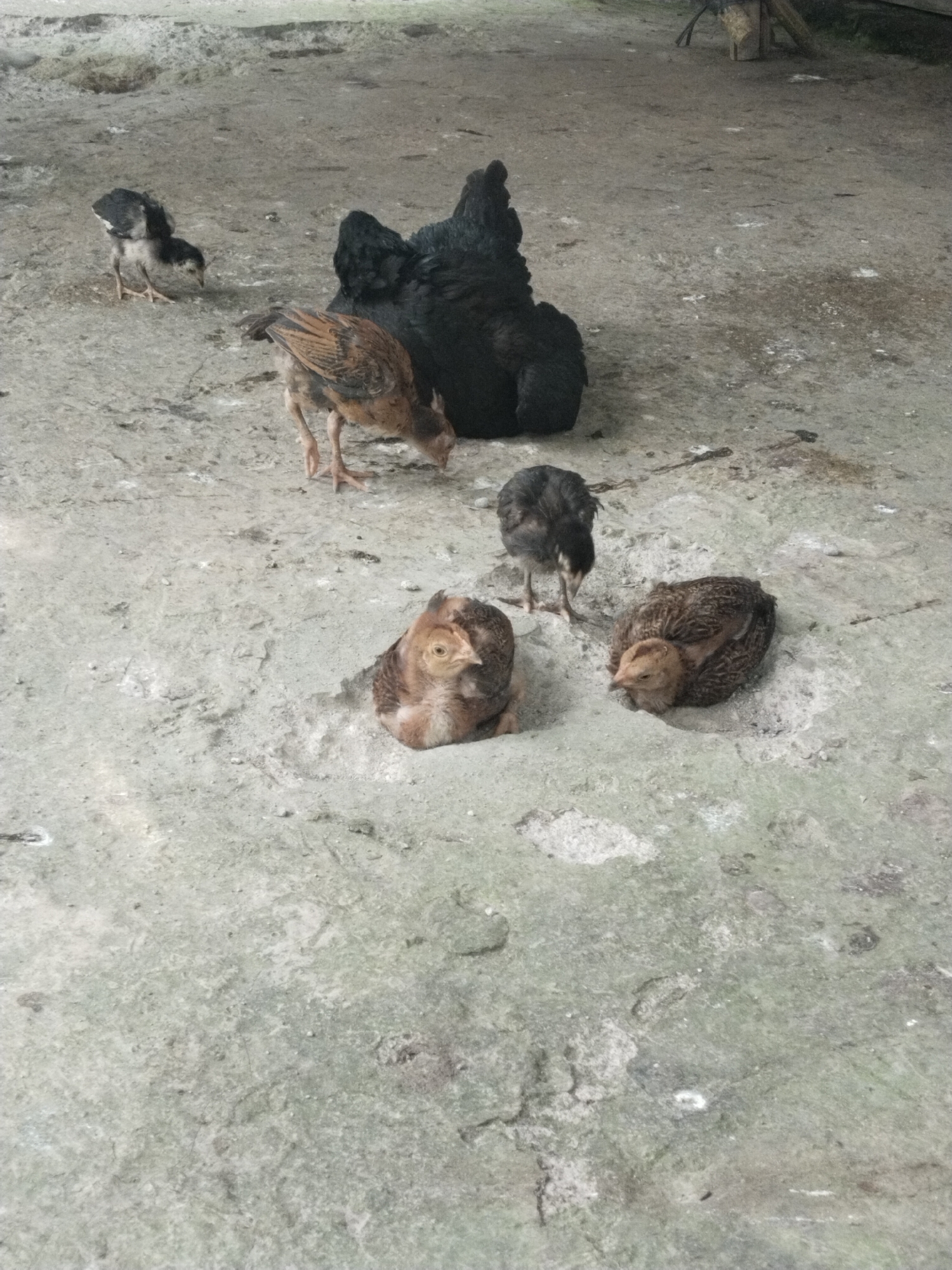 The image shows a hen and her chicks on a gray concrete surface. The hen is black and sits near the center of the frame. Six chicks are visible, varying in color from black to brown. Some chicks are standing and pecking at the ground, while others are huddled together or sitting. The setting appears to be an outdoor area, possibly a yard. The location is Unknown, Unknown.