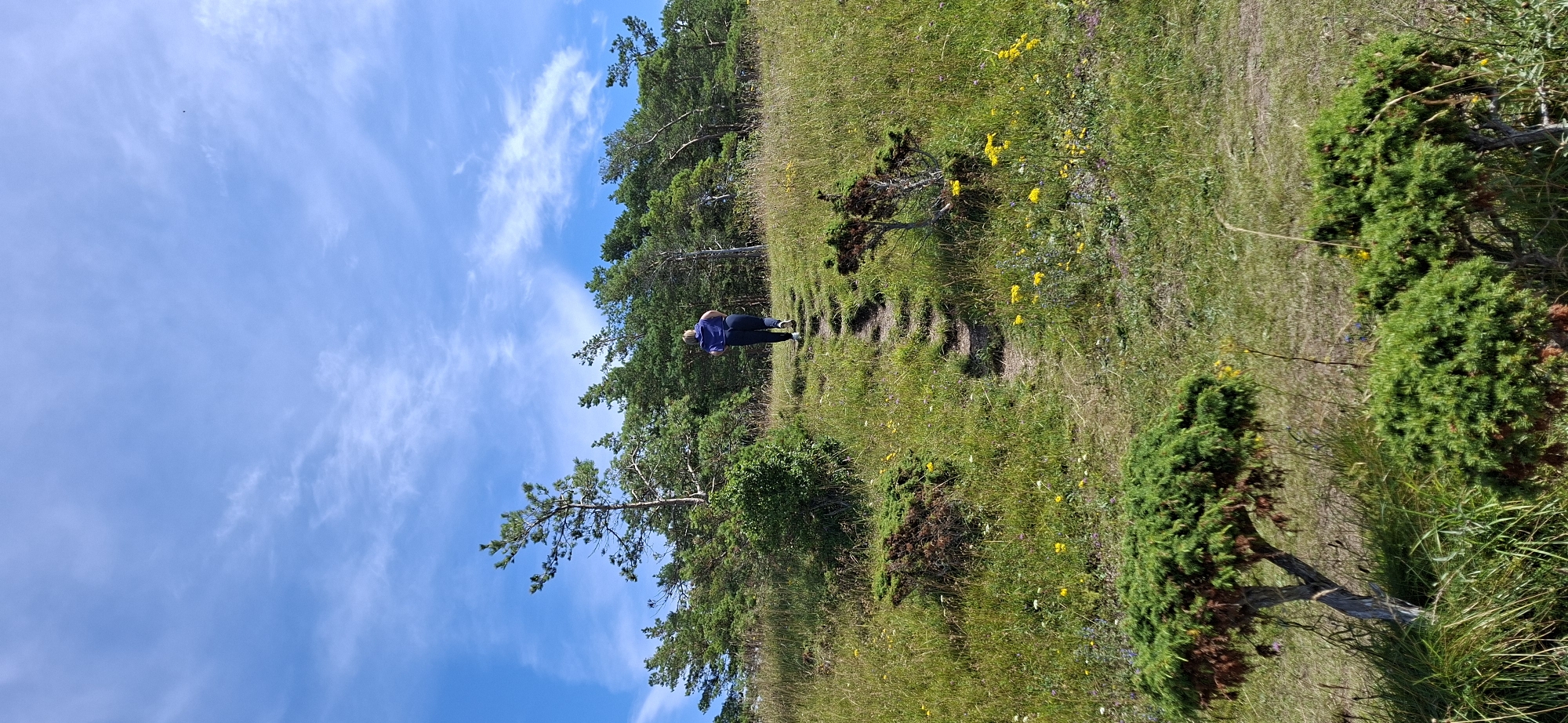 A person is walking up a dirt path through a grassy hill. The person is wearing a dark purple top and dark pants and is viewed from behind. The path is lined with green grass, yellow wildflowers, and some small evergreen trees. A dense forest is visible on the upper part of the hill, behind the person. The sky is blue with scattered white clouds. The scene appears to be located in Panga, Estonia.