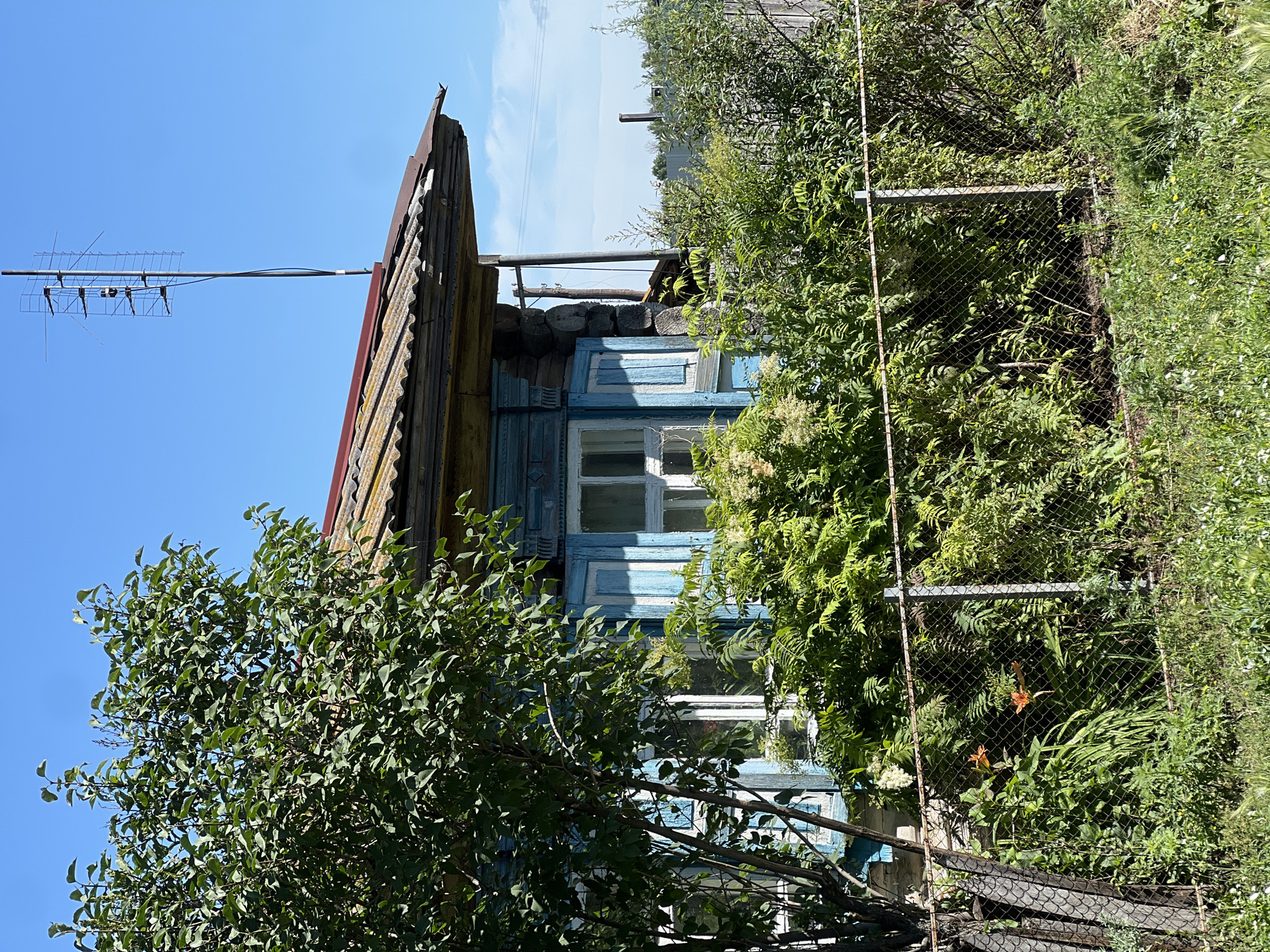 This is a medium shot, eye-level, outdoor photograph of a traditional wooden house with blue trim and white windows, located in Pivkino, Russia. The house, made of stacked logs, has a corrugated metal roof with a weathered appearance. A large green tree with dense foliage is positioned in the foreground to the left, partially obscuring the house. A chain-link fence runs across the middle of the frame, separating the foreground from the house. Behind the fence, various green bushes and some orange flowers are visible. An antenna is mounted on the roof of the house, extending upwards against a clear blue sky. The environment appears rural and overgrown with vegetation. There are no people or animals present in the image.