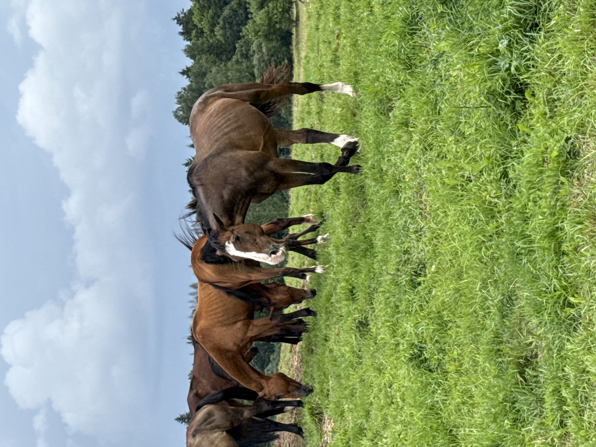 A herd of horses grazes in a grassy field under a cloudy sky. The horses are of various shades of brown, with some having white markings on their legs and faces. In the background, a dense forest lines the horizon. The image appears to have been taken in the vicinity of Galinė, Lithuania, a location known for its natural landscapes and rural settings.