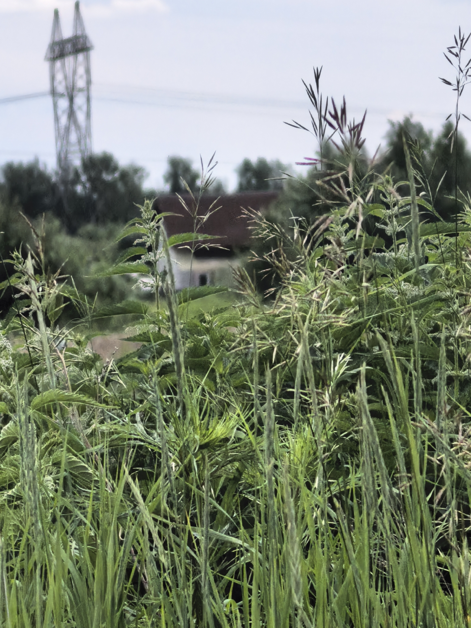 The image depicts a dense patch of tall green grass and weeds in the foreground, obscuring most of the background. In the mid-ground, the roof of a building is visible, appearing to be a house. Behind the building and the vegetation, a large, industrial tower structure with a lattice design is present, likely a power line pylon. The sky is overcast with a light grey hue. The scene appears to be an outdoor, natural environment, possibly a field or undeveloped area near a residential or industrial zone. No people are visible in the image.