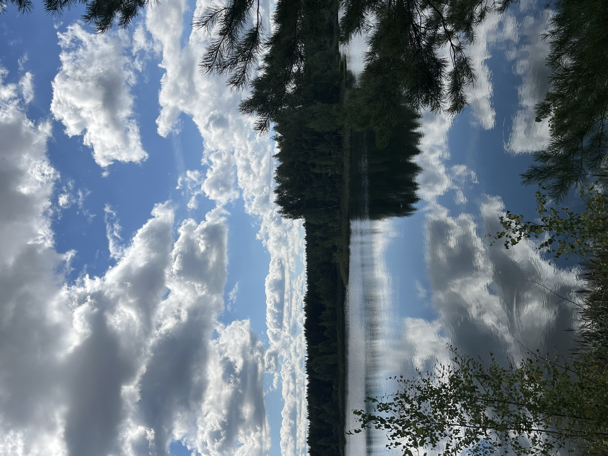 The image depicts a serene natural landscape. A calm body of water, likely a lake, occupies the lower portion of the frame, reflecting the sky and surrounding trees. The far bank of the lake is lined with a dense forest of dark green trees. Above the water, the sky is a vibrant blue, punctuated by numerous white and gray cumulus clouds. In the foreground and right side of the image, the dark green needles of pine branches extend into the frame, creating a framing effect. The overall impression is one of a tranquil, undeveloped natural area. This scene is located in Novyi, Russia, an area known for its forests and bodies of water, contributing to its picturesque natural beauty.