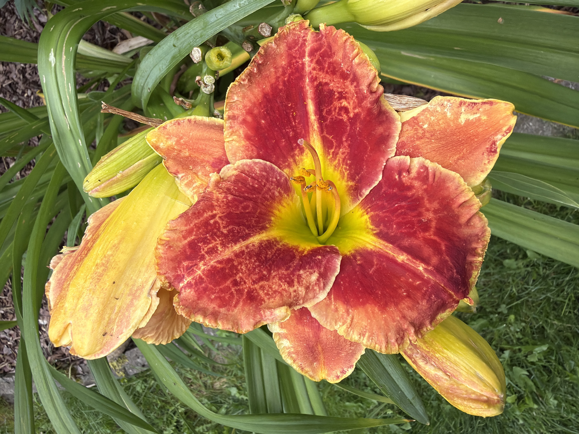 A close-up, vertical shot shows a vibrant, multi-colored daylily bloom. The flower displays a gradient of colors, with deep red on the outer edges of the petals transitioning to bright yellow in the center. The petals are ruffled and textured, with some exhibiting a marbled or mottled pattern of red and yellow. The stamen and pistil in the center are a vivid yellow. Several unopened buds, a pale yellow-green color, are visible around the bloom. The flower is surrounded by long, green, sword-like leaves of the daylily plant. In the background, blurred out, is a patch of dark soil or mulch and some green grass. The image captures the natural beauty of the flower in what appears to be an outdoor garden setting. The specific location of Baloži, Latvia is not visually determinable from the image itself.