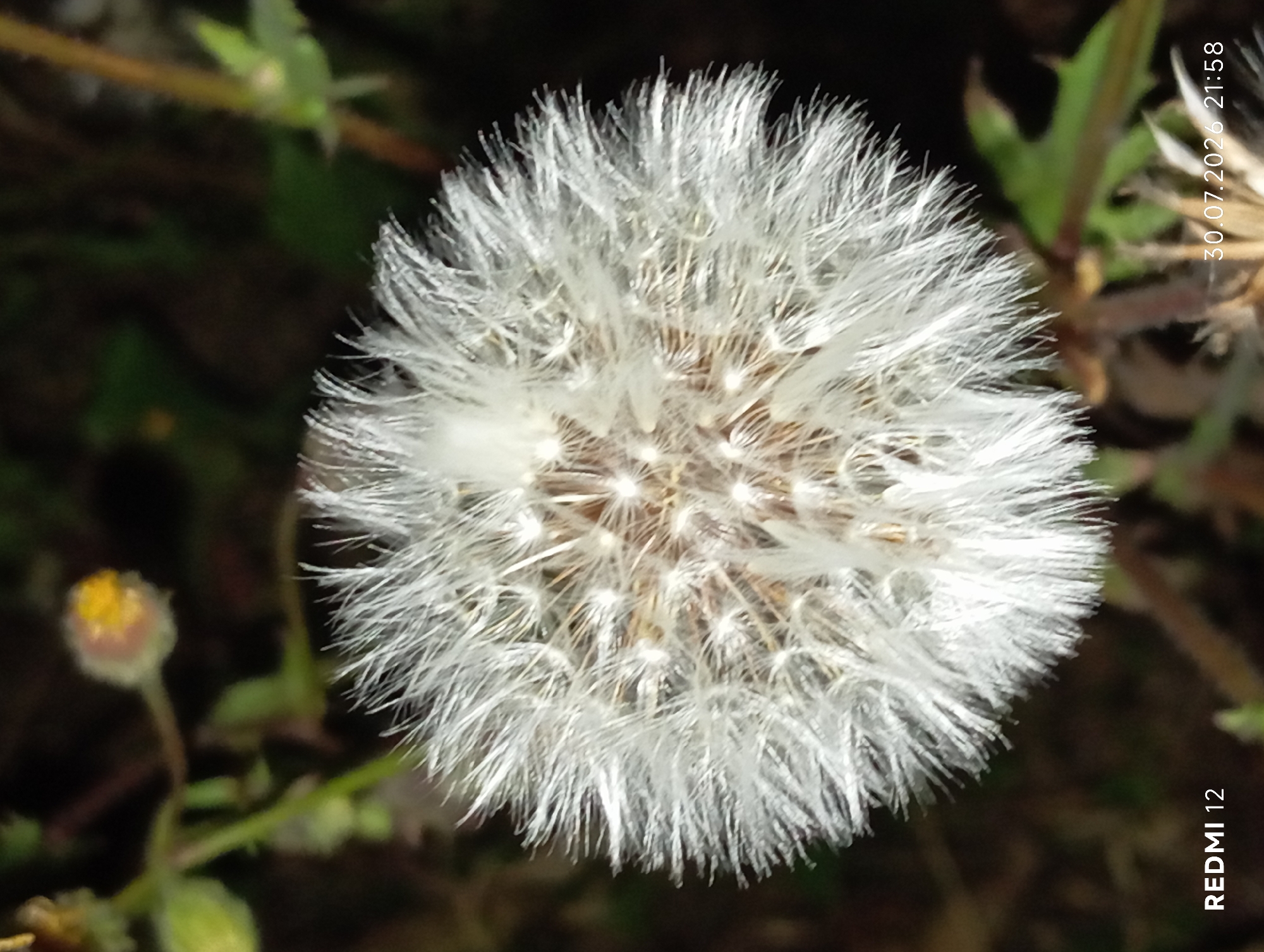 A close-up, overhead shot focuses on a white dandelion seed head. The fluffy filaments of the seed head are sharp and detailed, contrasting with the blurred background of green foliage and brown earth. The bottom left corner of the image displays the text "REDMI 12," and the bottom right corner shows the date "30.07.2026 21:58." The scene appears to be outdoors, likely in a natural or garden setting.