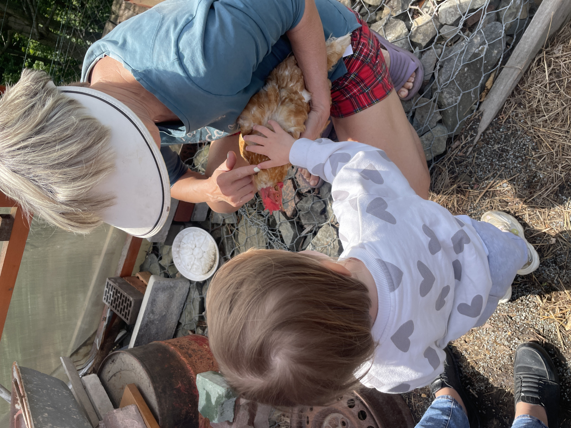 The image shows a woman holding a chicken while a child touches it. The woman is wearing a blue shirt, red plaid shorts, a white visor, and purple sandals. The child is wearing a white sweater with gray hearts and light blue pants. The chicken is brown and red. They are near a chicken wire fence. There is a white plastic bowl and various metal objects, including a rusty barrel, in the vicinity. The ground is covered in dry grass and gravel. No definitive elements indicate the location is Vladivostok, Russia.