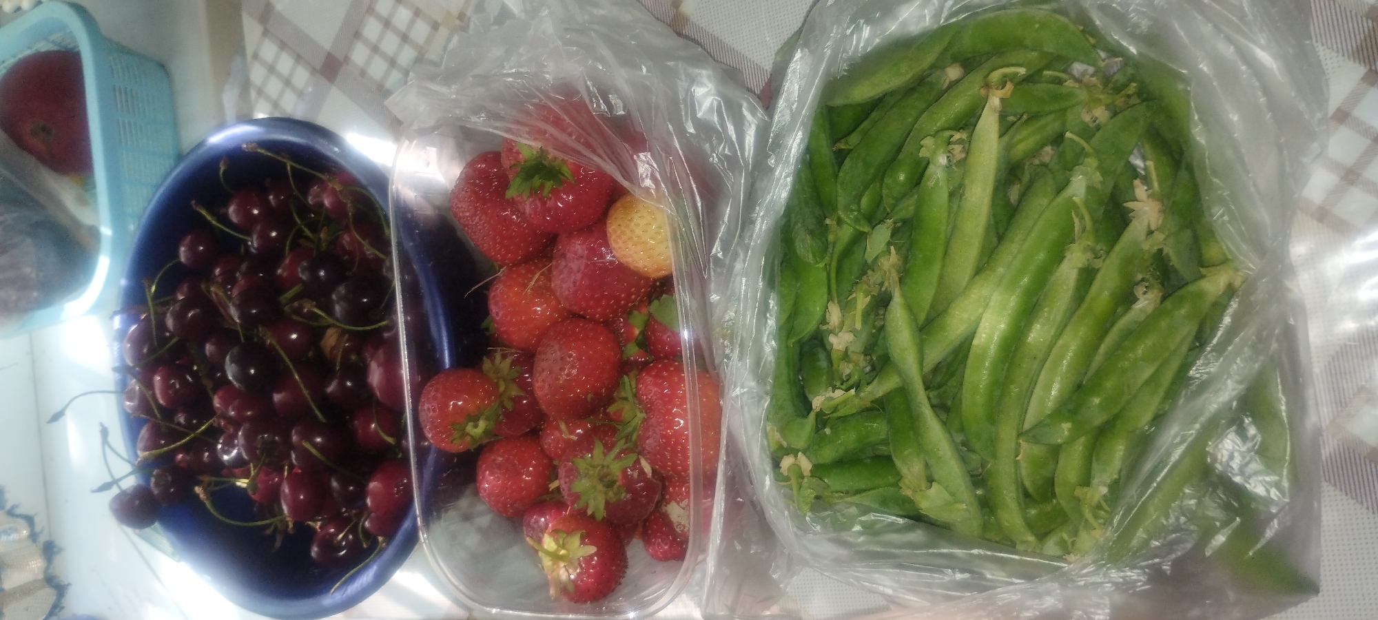 A low-angle, full shot shows three food items laid out on a checkered surface. In the foreground, a clear plastic bag contains a large quantity of bright green pea pods. Above this, a clear plastic container is filled with plump, red strawberries, some of which have small green stems and leaves. A single, pale yellow strawberry is also visible amongst the red ones. Behind the strawberries, a dark blue bowl overflows with dark red cherries, each with a visible stem. The background is out of focus, but a light blue basket can be seen containing what appears to be a red apple. The overall lighting is bright, suggesting an indoor setting with overhead illumination. The checkered surface appears to be a tablecloth or placemat. There is no indication of the city of Zaporizhzhia, Ukraine, within the image or its contents.