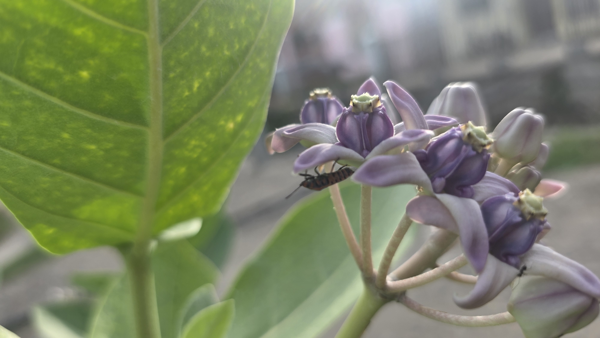 The image shows a close-up of a plant with green leaves and a cluster of purple and white flowers, specifically identified as Crown Flowers (Calotropis gigantea). An insect is visible on the flower. The photograph was taken in Lhokseumawe, Indonesia, as indicated by the prompt. The background is blurry, suggesting a shallow depth of field, and includes hints of buildings or structures. The overall lighting is bright, with some possible sun glare in the upper right corner.