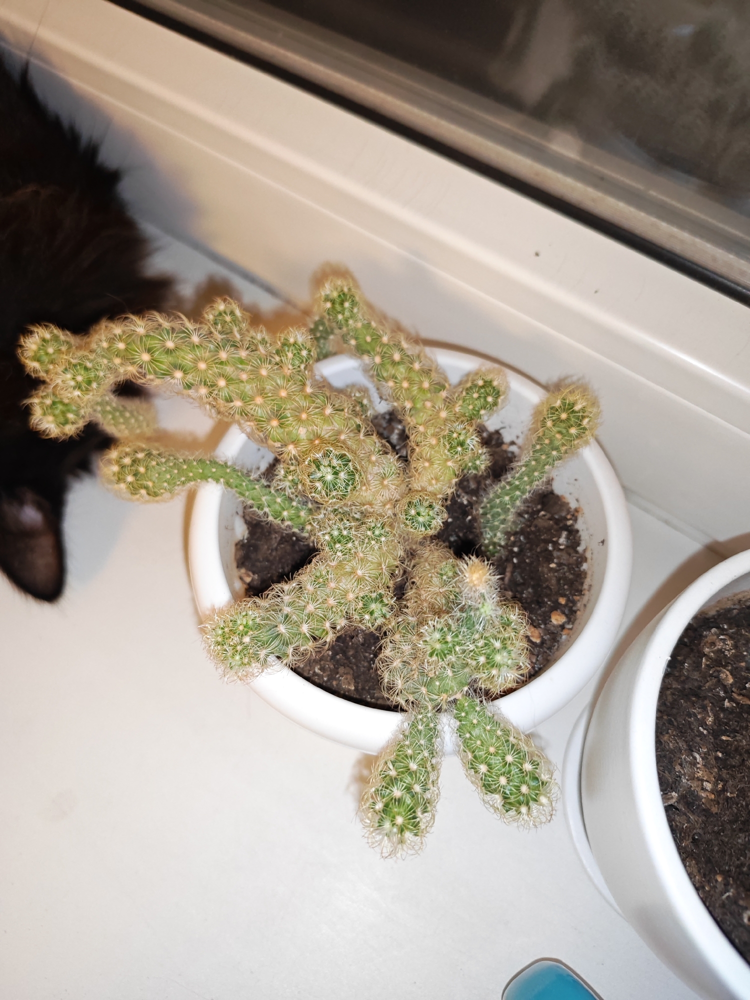 A high-angle, close-up shot shows a potted Thimble Cactus plant with multiple elongated, fuzzy green stems growing from a white pot. The cactus is situated on a white surface, possibly a windowsill, next to another white pot containing soil. To the left of the cactus, a portion of a black cat's head and fur is visible, suggesting the animal is looking at the plant or a nearby object. The background consists of a window with a dark frame. The scene appears to be an indoor setting. The image does not contain any information or context that would place it specifically in Bataysk, Russia.