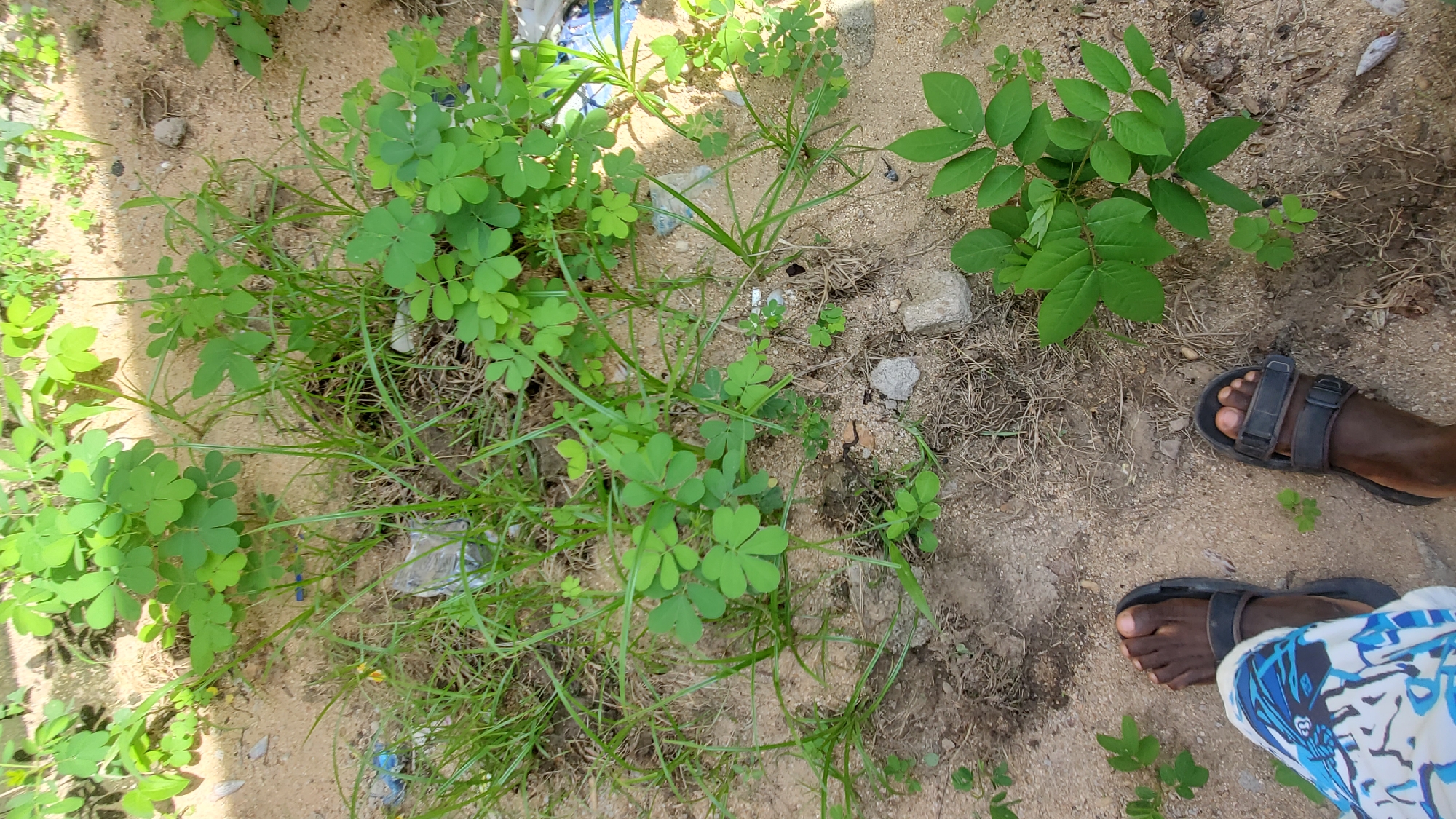 A person is standing on sandy ground with some sparse vegetation. The person is wearing dark sandals and patterned shorts. The ground is a light brown sand with some dry grass and small green plants. There are also a few pieces of litter scattered on the ground, including some plastic. In the background, more green plants are visible, some with clover-like leaves. The overall scene appears to be an outdoor area in a city, possibly a park or undeveloped lot.