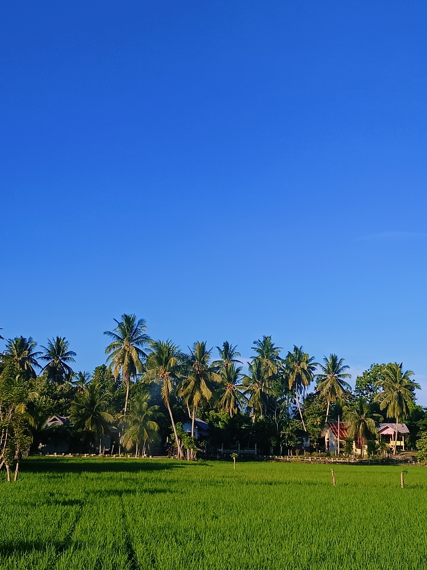 The image captures a serene rural landscape in Keude Trienggadeng, Indonesia. The scene is dominated by a vibrant green rice paddy field in the foreground, stretching out towards a line of lush green palm trees and other tropical vegetation that forms the background. Several small, colorful houses with red and yellow roofs are nestled among the trees, suggesting a residential area. The sky above is a clear, deep blue, indicating fair weather. The overall impression is one of tranquility and natural beauty.