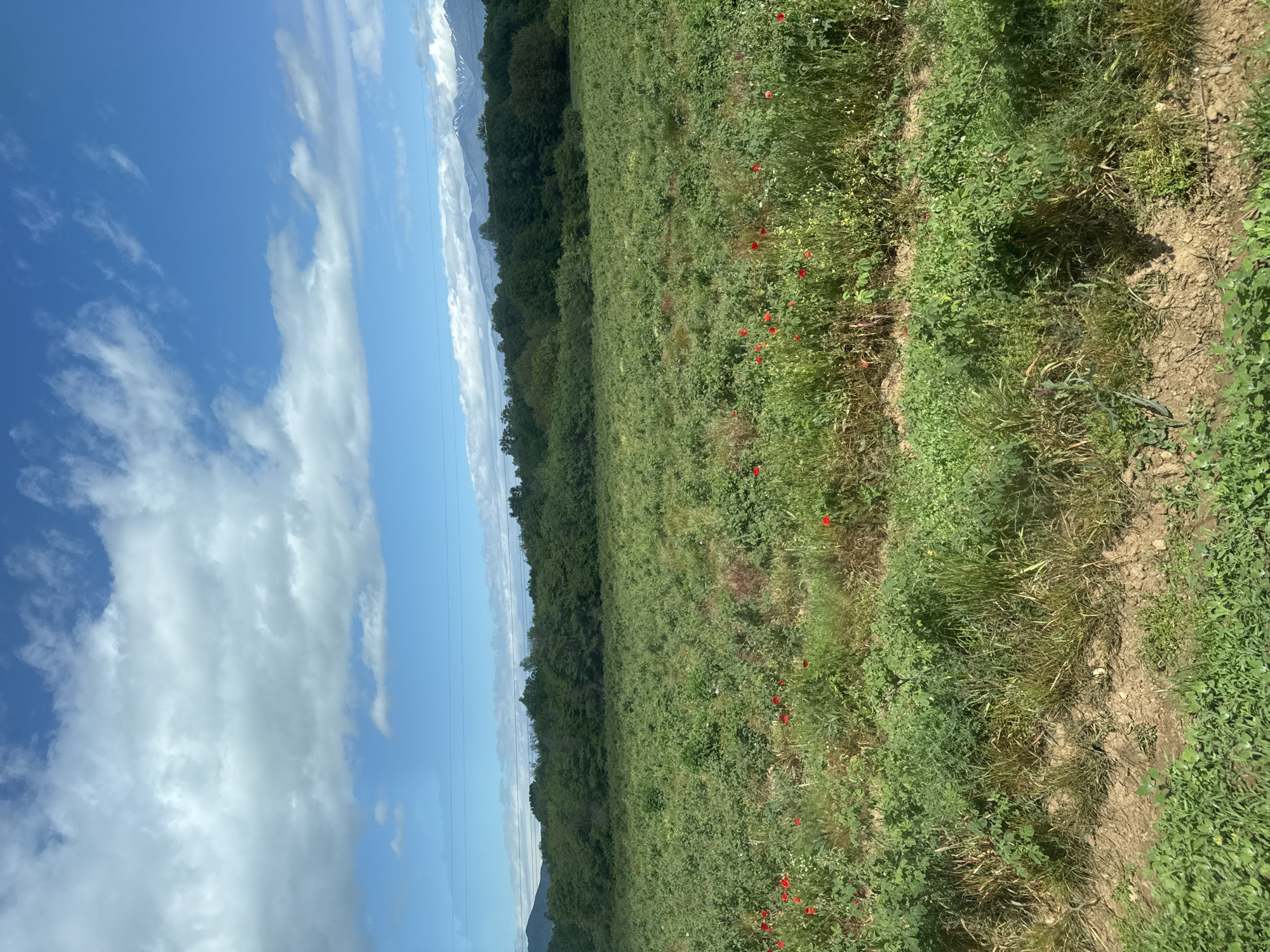 A landscape shows a field with green vegetation and sporadic red flowers, adjacent to a line of trees, under a partly cloudy blue sky. The ground is visible with hints of brown dirt.