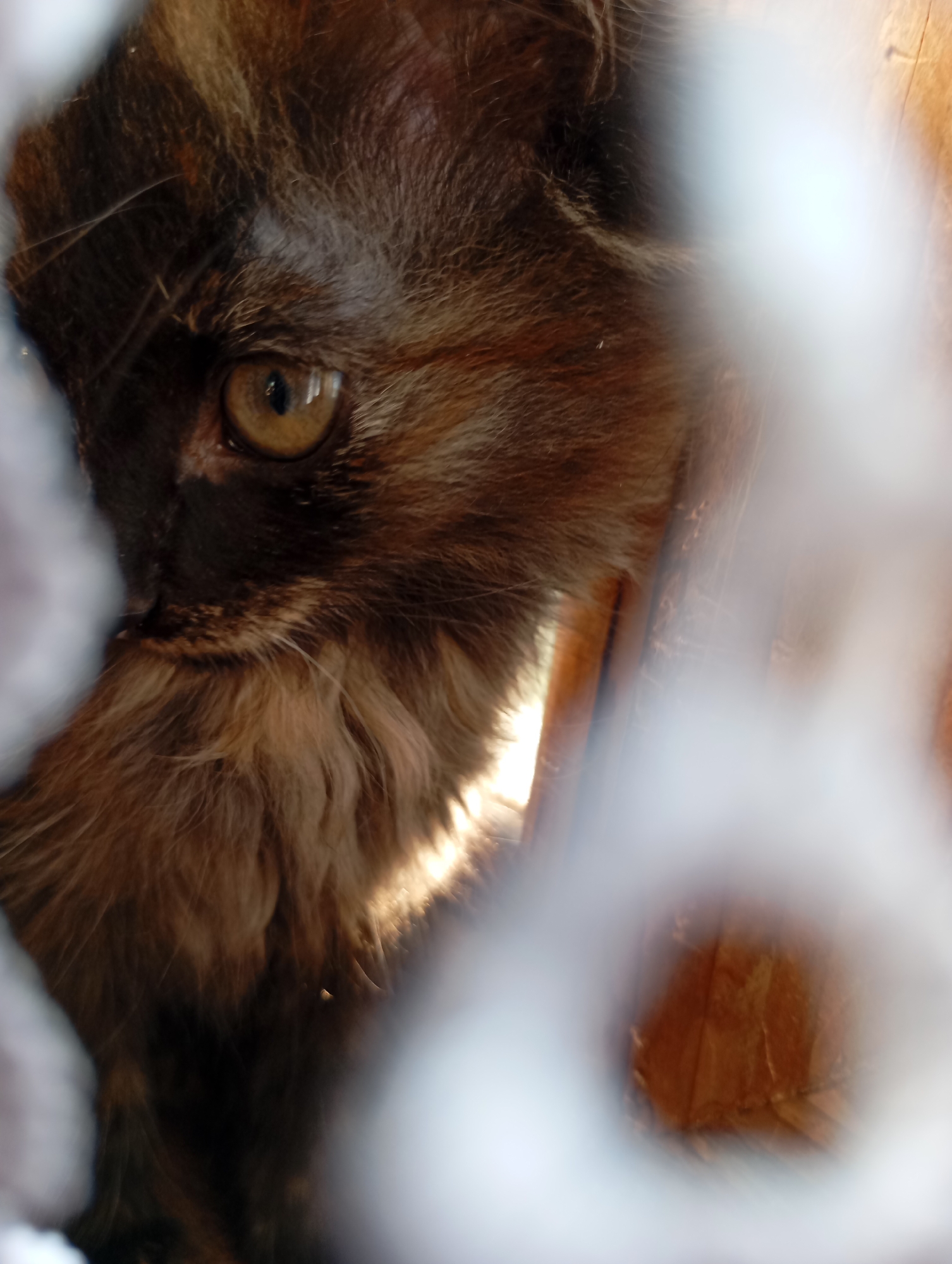 An extreme close-up shot focuses on the right eye and surrounding fur of a cat. The cat's fur is a mix of dark brown and lighter brown stripes, with individual hairs visible. The eye is a warm amber color with a dark, vertical pupil. The background is softly blurred, with hints of white material and a warm, wooden texture. The lighting appears to be natural, with a bright light source illuminating the cat's face from the right. There is no identifiable location within the city of Фоки, Russia.