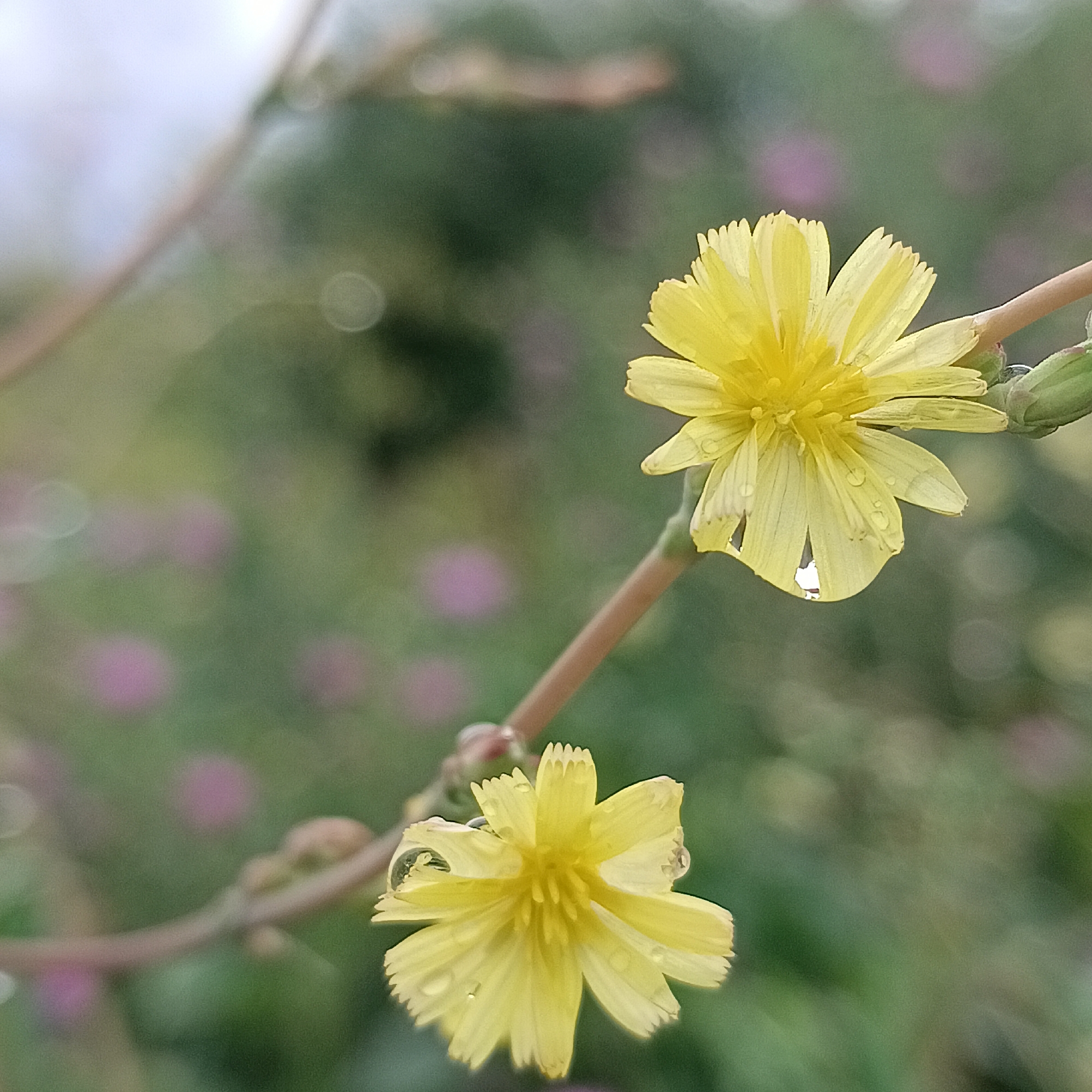 The image shows two yellow flowers with dew drops on their petals. The flowers are on a thin stem, and the background is blurred green foliage with some pinkish out-of-focus areas. The scene appears to be an outdoor environment. The location is identified as Rozhdestveno, Russia, suggesting a natural setting within or near the city. There are no people or discernible actions depicted.