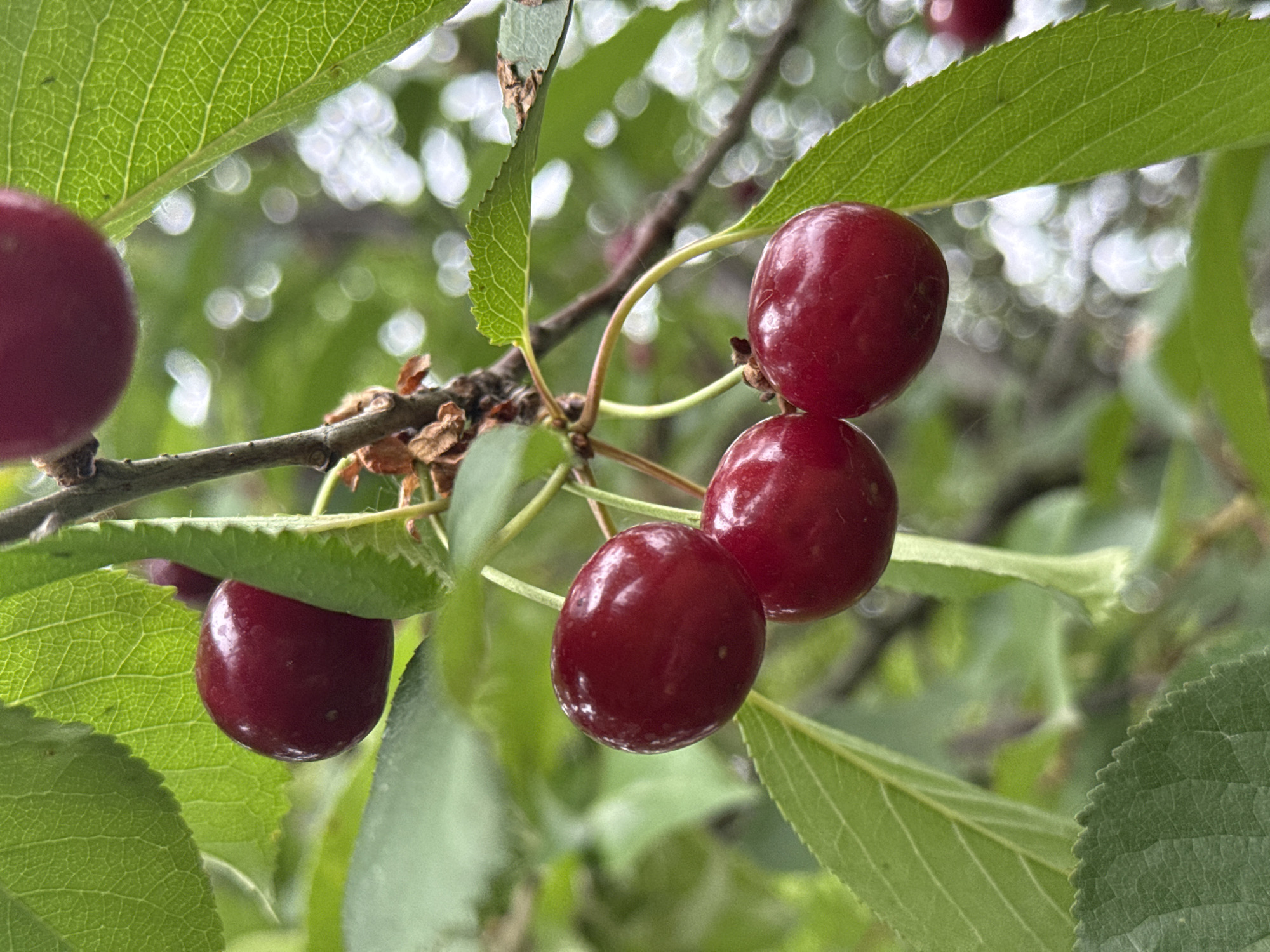 A close-up shot captures a cluster of ripe, dark red cherries hanging from a branch amidst lush green leaves. The cherries are round and glossy, with some appearing slightly translucent. A few dried leaves and small twigs are also visible on the branch. The background is softly blurred, showcasing a bokeh effect of light circles, suggesting an outdoor environment, likely a garden or orchard. The image is sharply focused on the cherries and surrounding foliage, highlighting the natural beauty of the fruit on the tree. The scene is devoid of any human presence. The specific location in Korobivka, Ukraine is not determinable from the visual information provided.