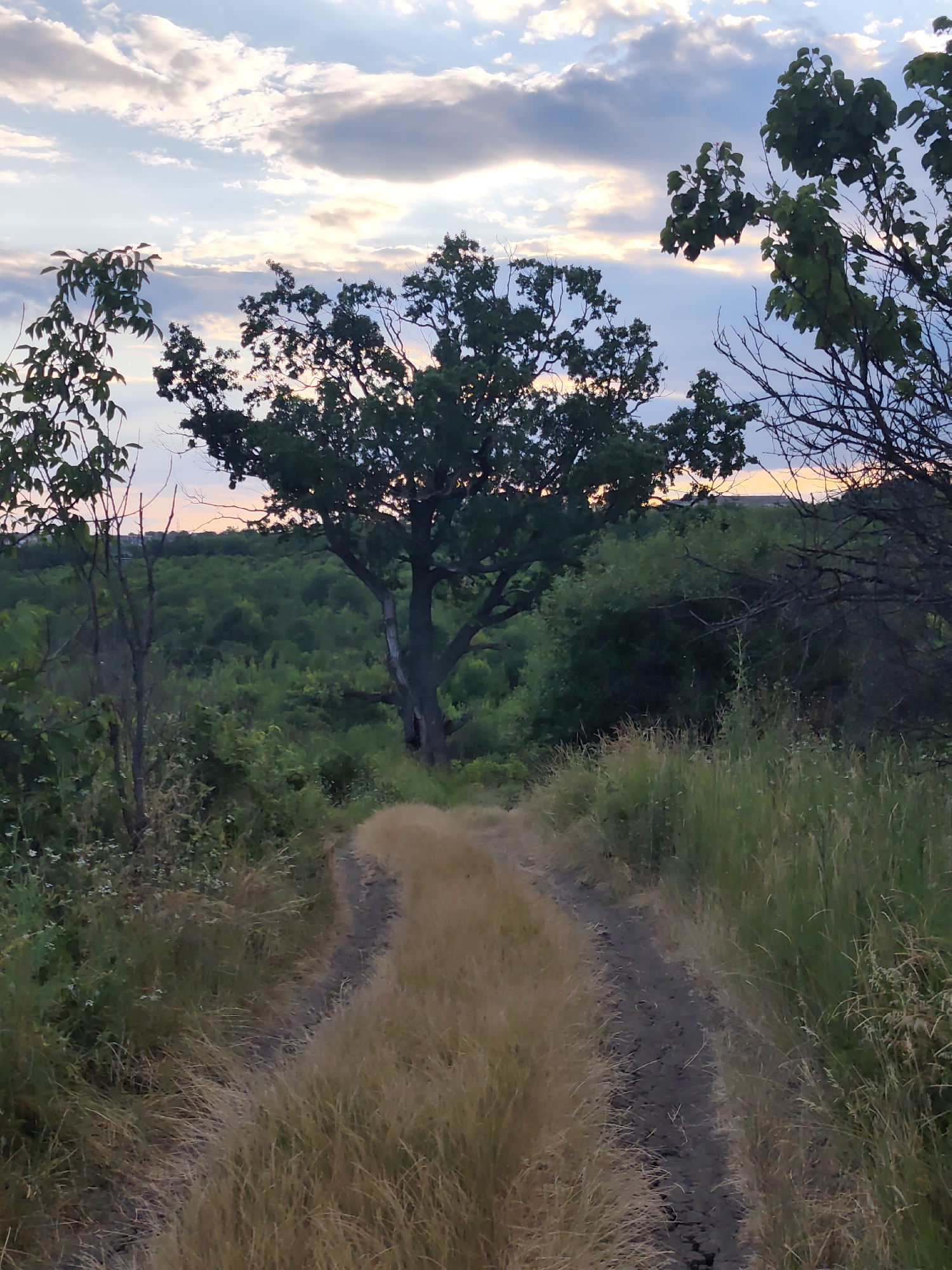 A dirt path winds through dry grass towards a large tree. Beyond the tree, a dense forest stretches to the horizon. The sky above is filled with scattered clouds, tinged with the warm colors of sunset. The scene appears to be located in Codru, Moldova.
