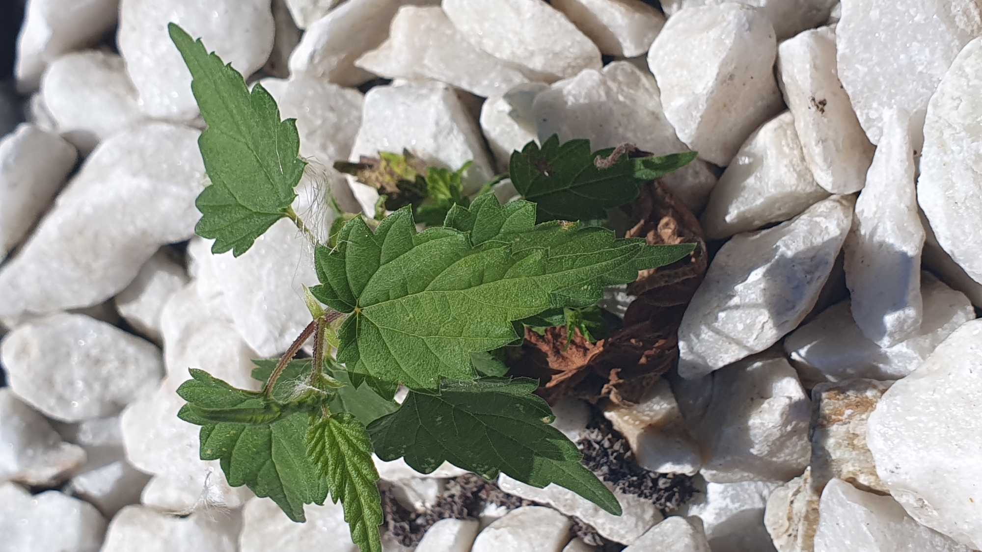 A close-up, eye-level, outdoor shot captures a small, green plant growing amidst a bed of white gravel. The plant's leaves are serrated and palmately lobed, with some reddish-brown dead leaves visible at its base. The gravel is composed of irregularly shaped white stones, some of which appear to have a slightly marbled texture. The lighting suggests a sunny day, casting subtle shadows and highlighting the textures of both the plant and the gravel. The scene is devoid of any human presence or activity. The location is identified as Ust-Labinsk, Russia.