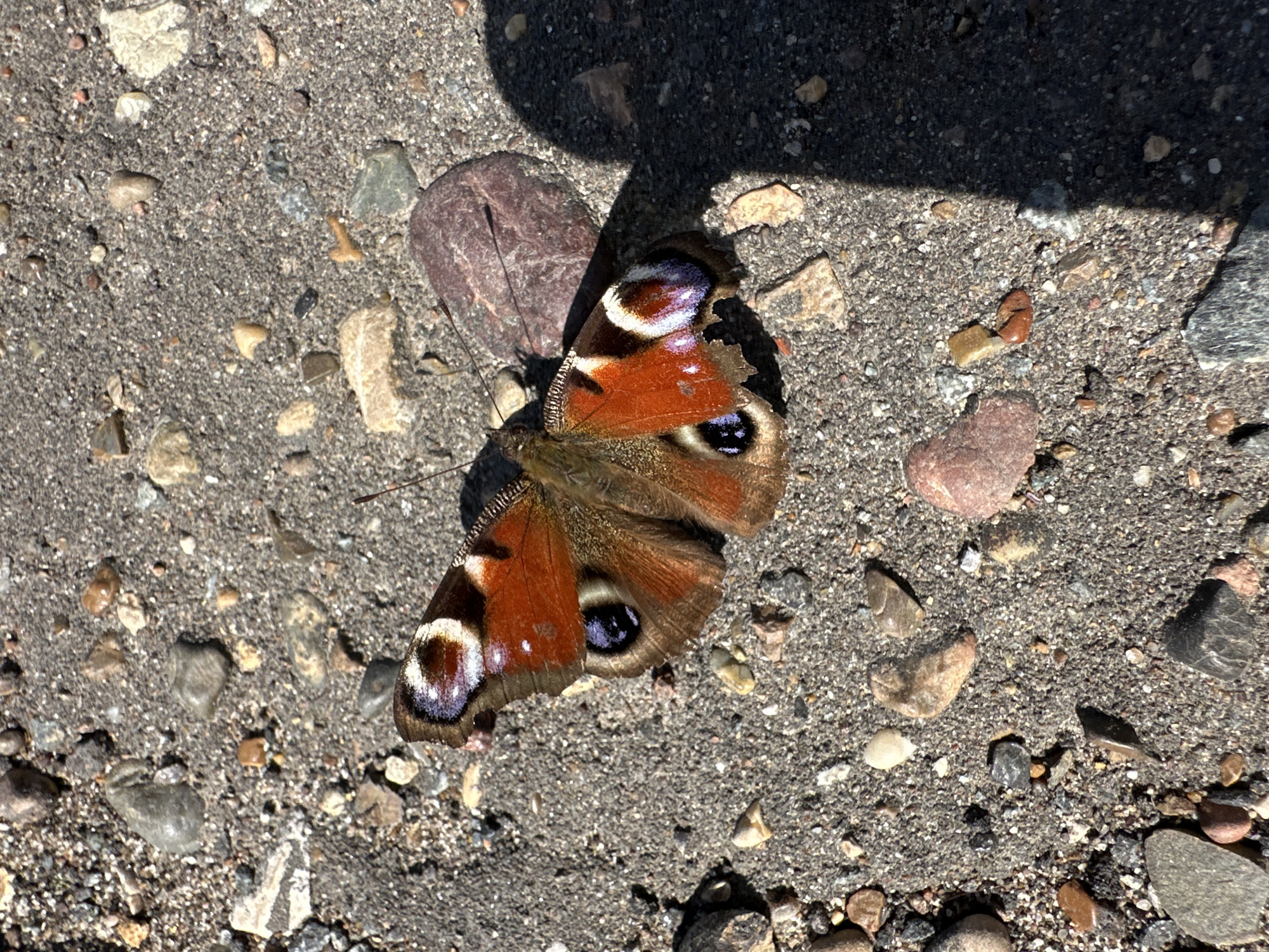 A European peacock butterfly, *Aglais io*, rests on a patch of ground covered in small stones and gravel. Part of the scene is under a shadow. The location is the city of Chaikovsky, Russia.