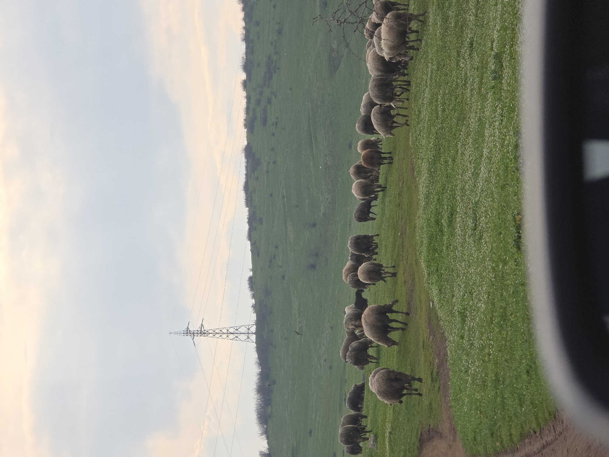 A landscape shot showing a herd of sheep grazing on a green hillside. An electrical tower stands on the left side, silhouetted against a cloudy sky. The right edge of the frame is obscured by a white and black object, likely part of a vehicle. The location cannot be determined with certainty as Burgas, Bulgaria, based on the visual information provided in the image.