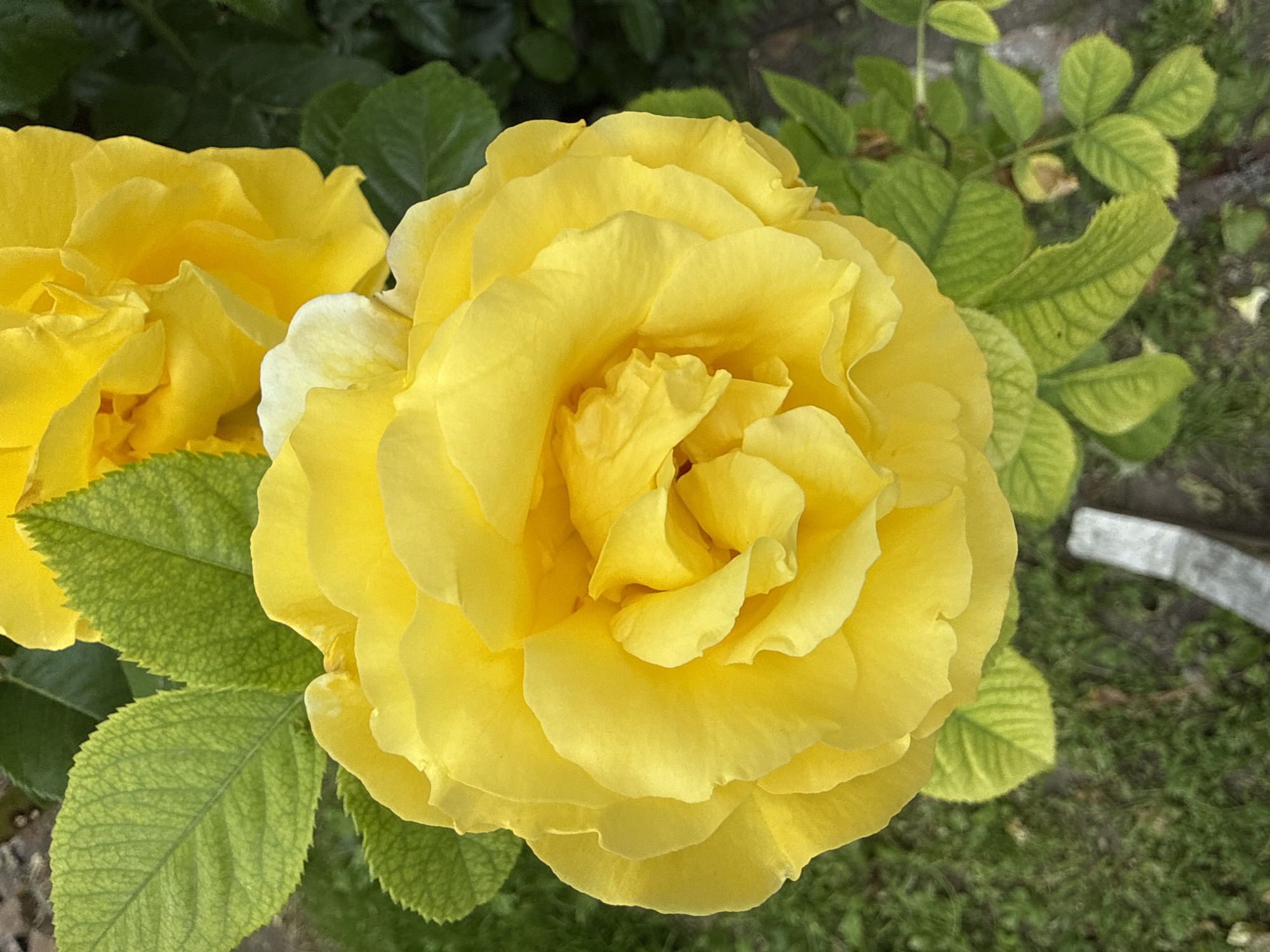 The image shows a close-up of a vibrant yellow rose in bloom, with several layers of petals forming a full, circular shape. The rose is the central subject, occupying most of the frame. To the left and behind the rose, bright green leaves are visible. In the background, another yellow rose is partially visible, suggesting a garden setting. The ground beneath the rose appears to be covered in grass and soil, with a light-colored, rectangular object, possibly a piece of wood or stone, lying on the ground. The overall impression is one of natural beauty and growth. The image does not contain any identifiable landmarks or clues that would indicate a specific location within the city of Zolotonosha, Ukraine.