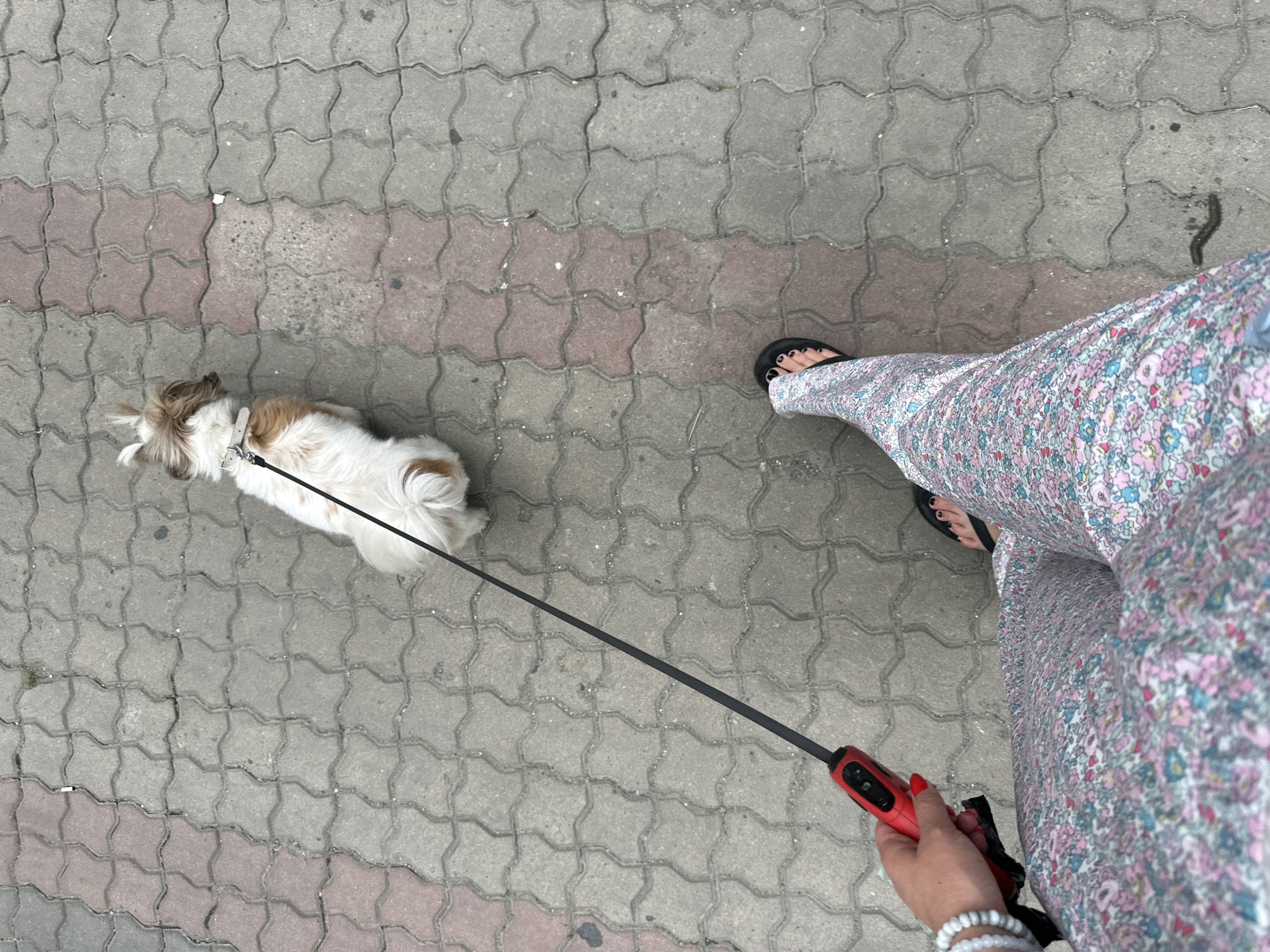 The image shows a top-down view of a person and their dog on a sidewalk. The dog, a small breed with white and brown fur, is on a leash. The person is wearing a long, floral-print dress and black flip-flops. They are holding the red handle of the retractable leash. The sidewalk is made of interlocking concrete pavers, some of which are reddish-brown. The scene appears to be outdoors during the daytime. There are no visible signs of weather or specific time of day, but the lighting suggests it is not night. The overall mood is casual and everyday, likely a walk in an urban or suburban area. The location context provided is Batumi, Georgia.